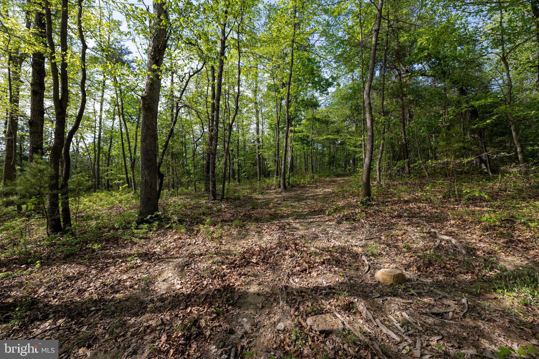 SHENANDOAH FOREST - Land