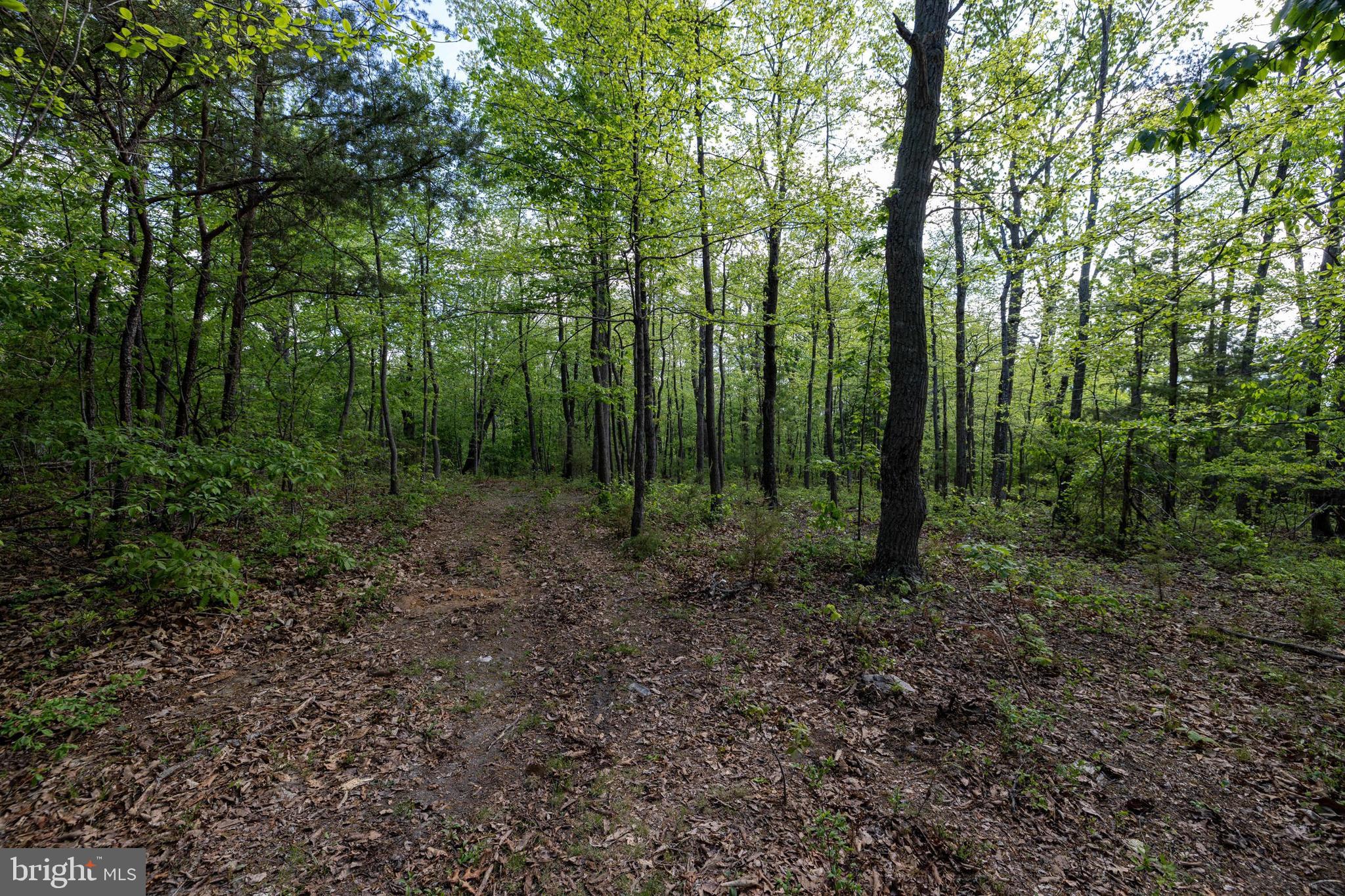 SHENANDOAH FOREST - Land