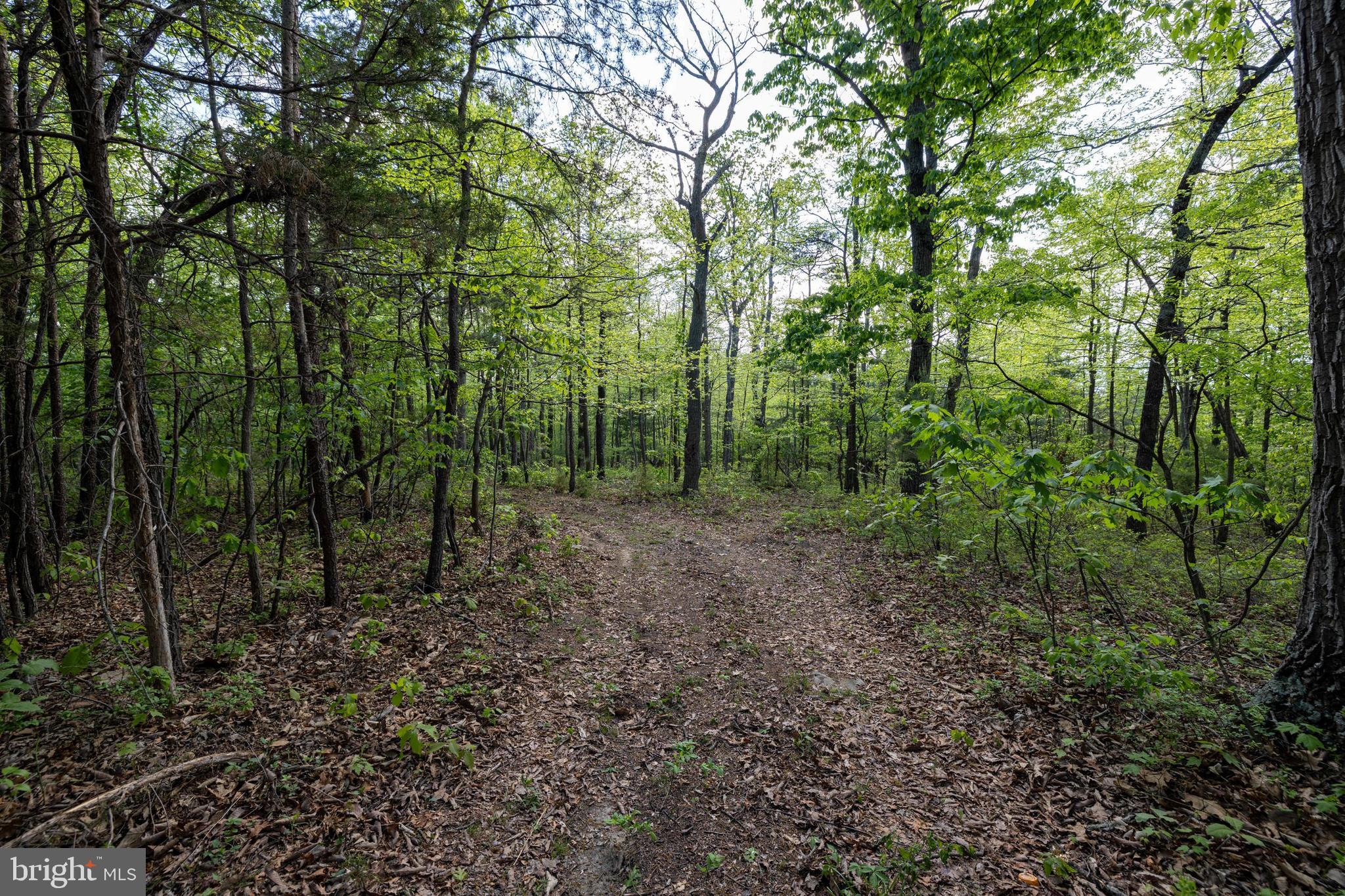 SHENANDOAH FOREST - Land