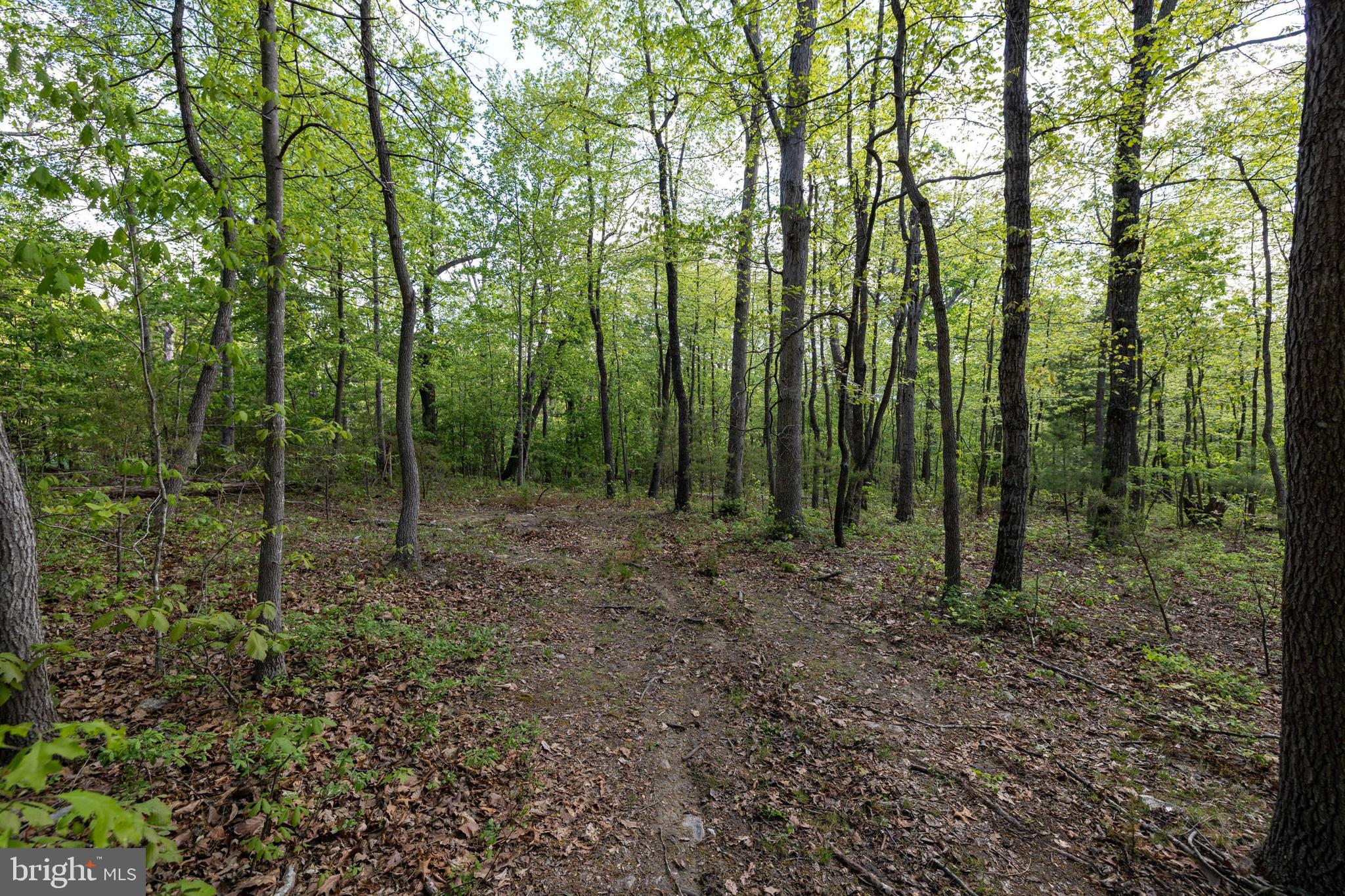 SHENANDOAH FOREST - Land