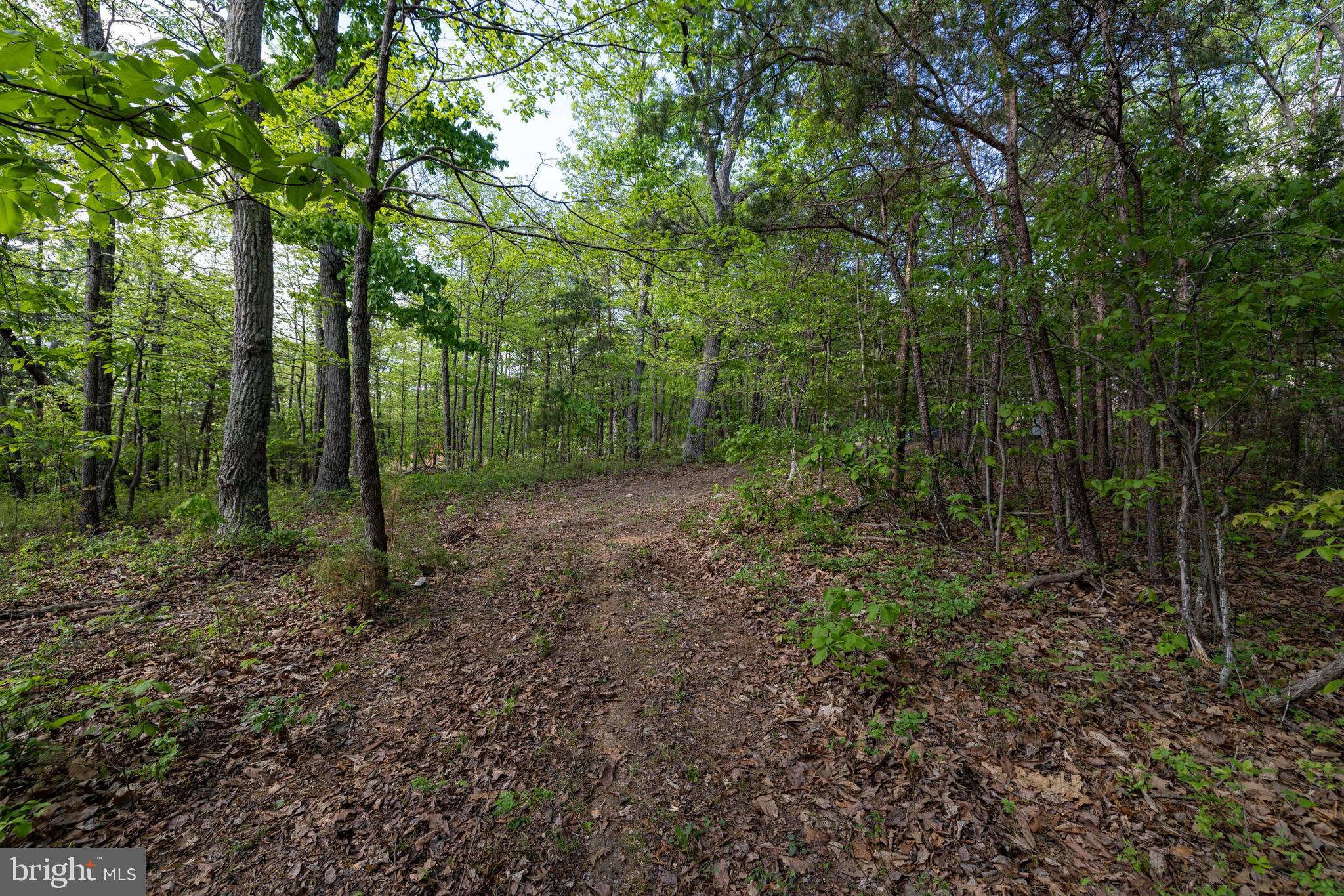 SHENANDOAH FOREST - Land