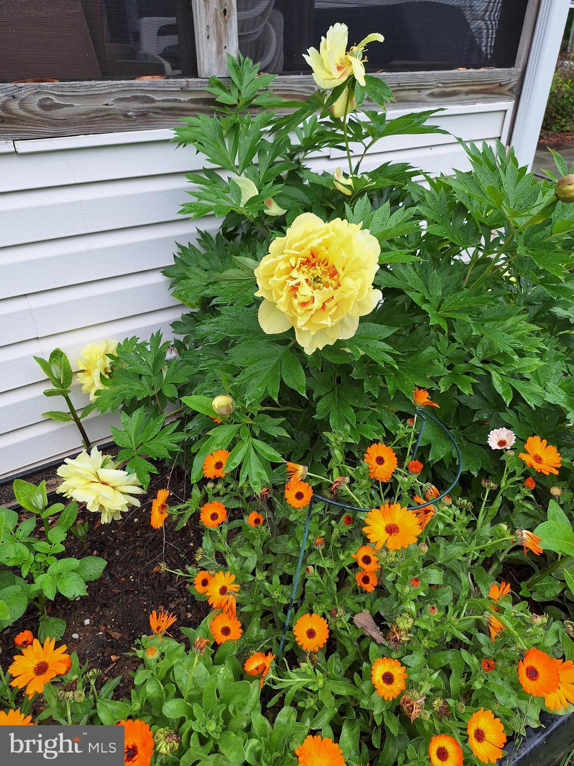 POTOMAC CROSSING - Residential