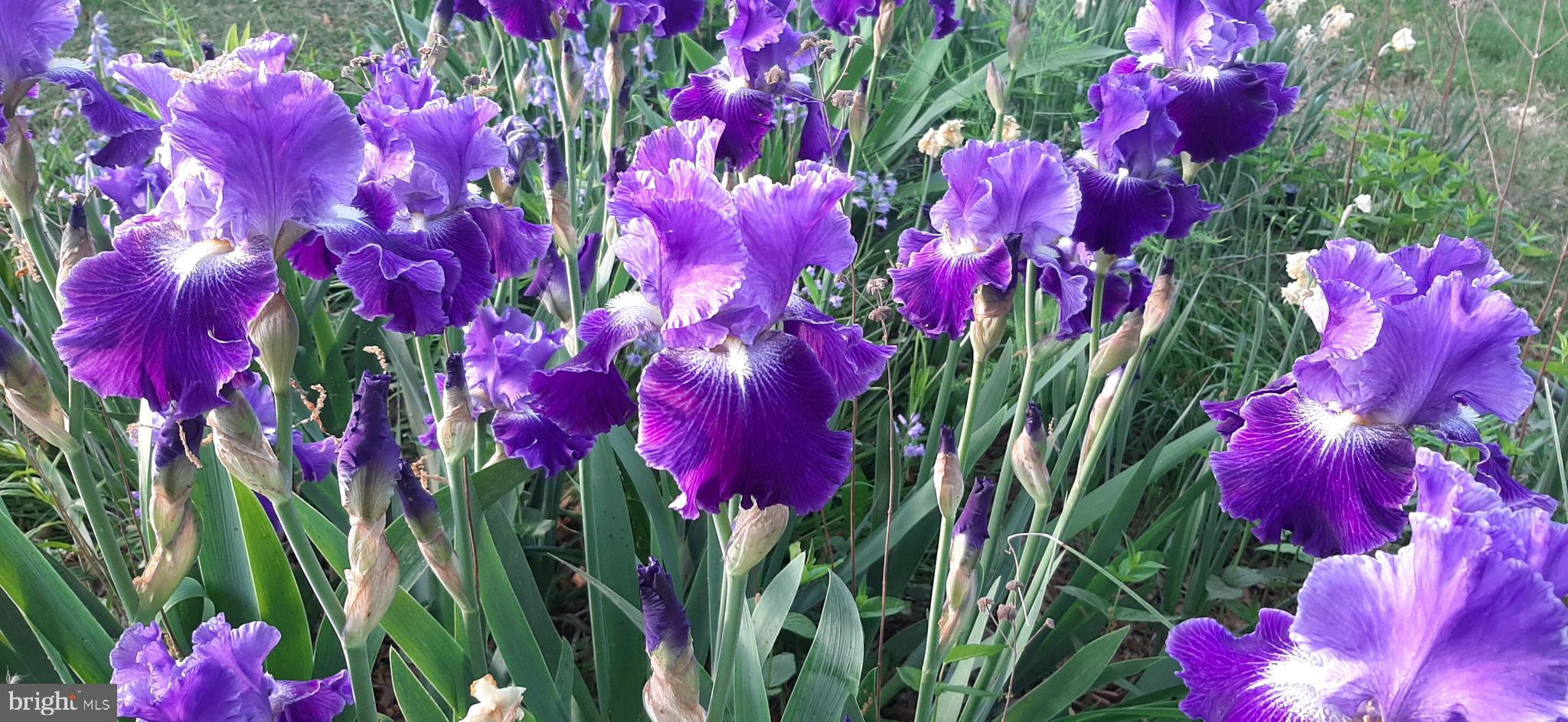 POTOMAC CROSSING - Residential