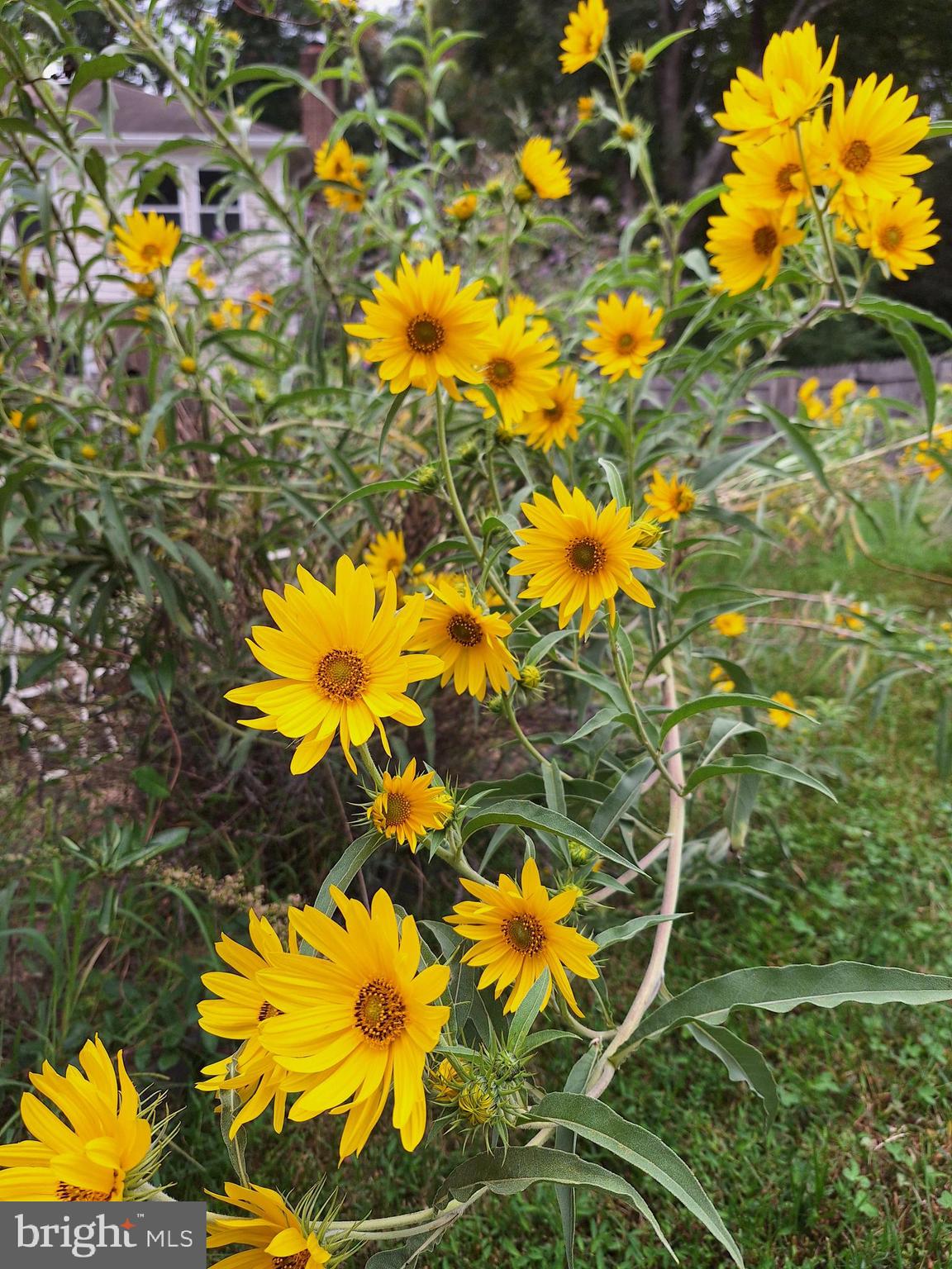 POTOMAC CROSSING - Residential