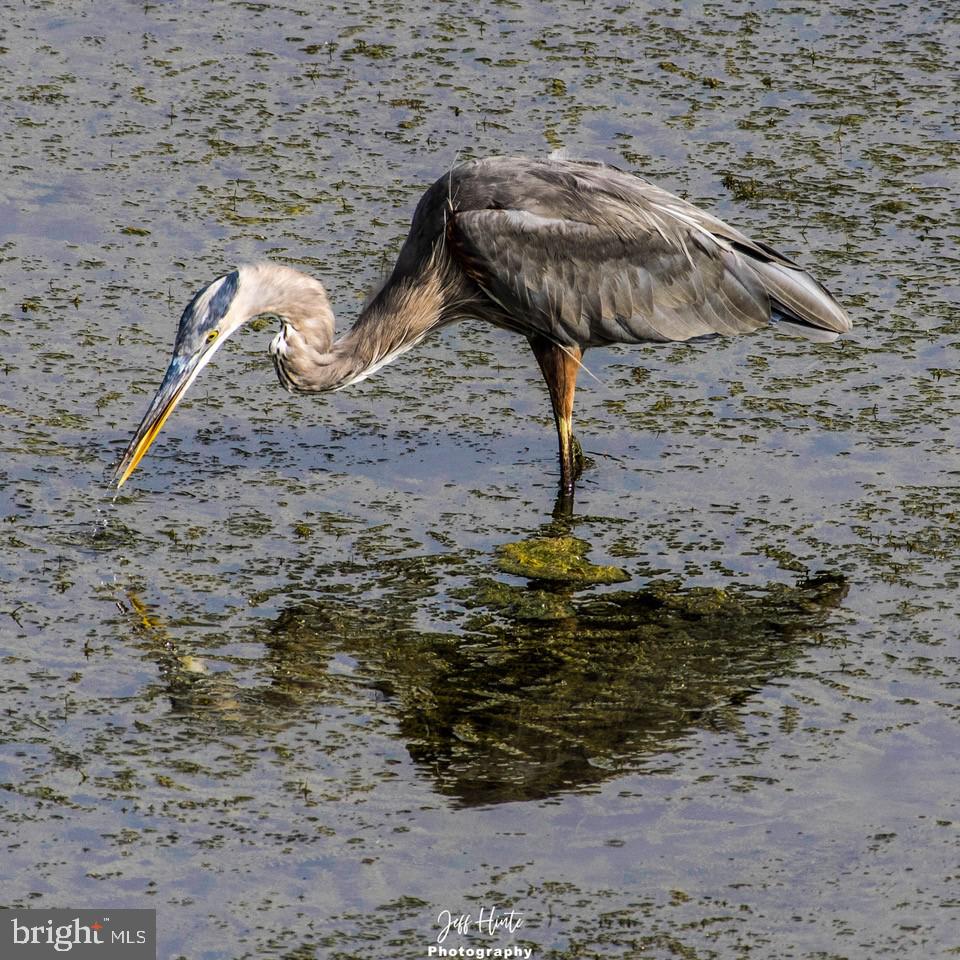 SENECA POINTE - Residential