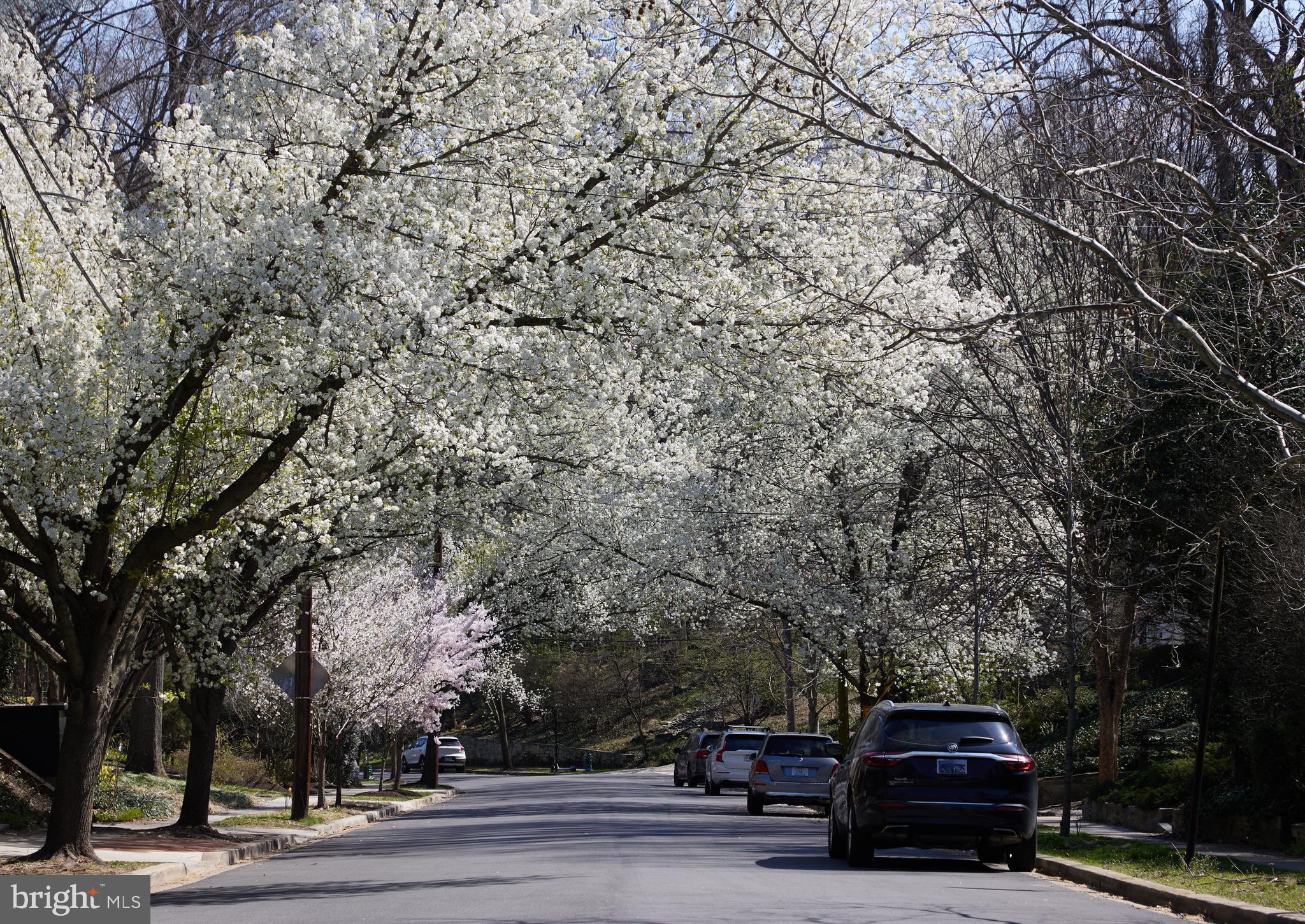 FOREST HILLS - Residential
