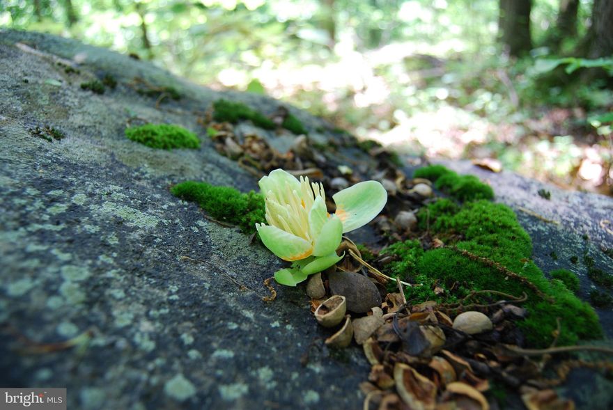 ***UNRESTRICTED*** This is a fantastic property for anyone looking to relax, build, hunt or investment. Being just minutes outside of Martinsburg and a short drive to Interstate 81, this makes the property easy for someone looking to commute on the weekends or maybe even build a home in the woods. The gentle sloping terrain offers the ability to see across the valley to the next range of mountains. Throughout the property you will notice large mature timber that wildlife frequent looking for acorns and shade. Coming out of the mountain you will notice a small spring trickling from the rocks. Property is accessed by deeded 30 foot right of way.



As for the deer on this property, they are abundant. In the southwest corner the vegetation becomes thick and creates the perfect bedding area. Many of the trails are littered with fresh rubs and scrapes. As we all know the biggest farm in the wrong location doesn't produce deer. This property has the features and attributes of a subdivision to the west and terrain that funnels the deer through the timber.



Give me a call today to schedule a showing and see for yourself this hidden gem.