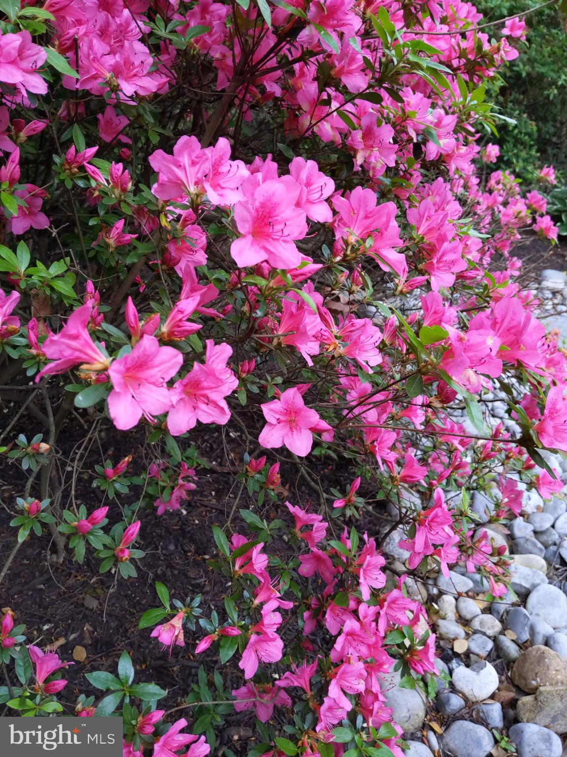 CHAPEL SQUARE - Residential