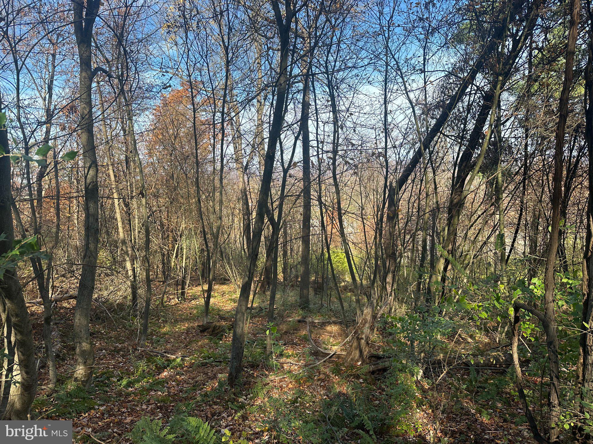 WILD TURKEY DRIVE