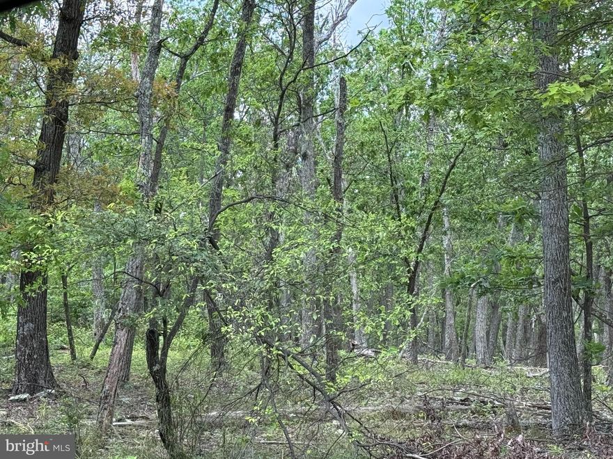 NICE WOODED LOT, GREAT FOR CAMPING OR PERMANENT HOUSE OR CABIN.