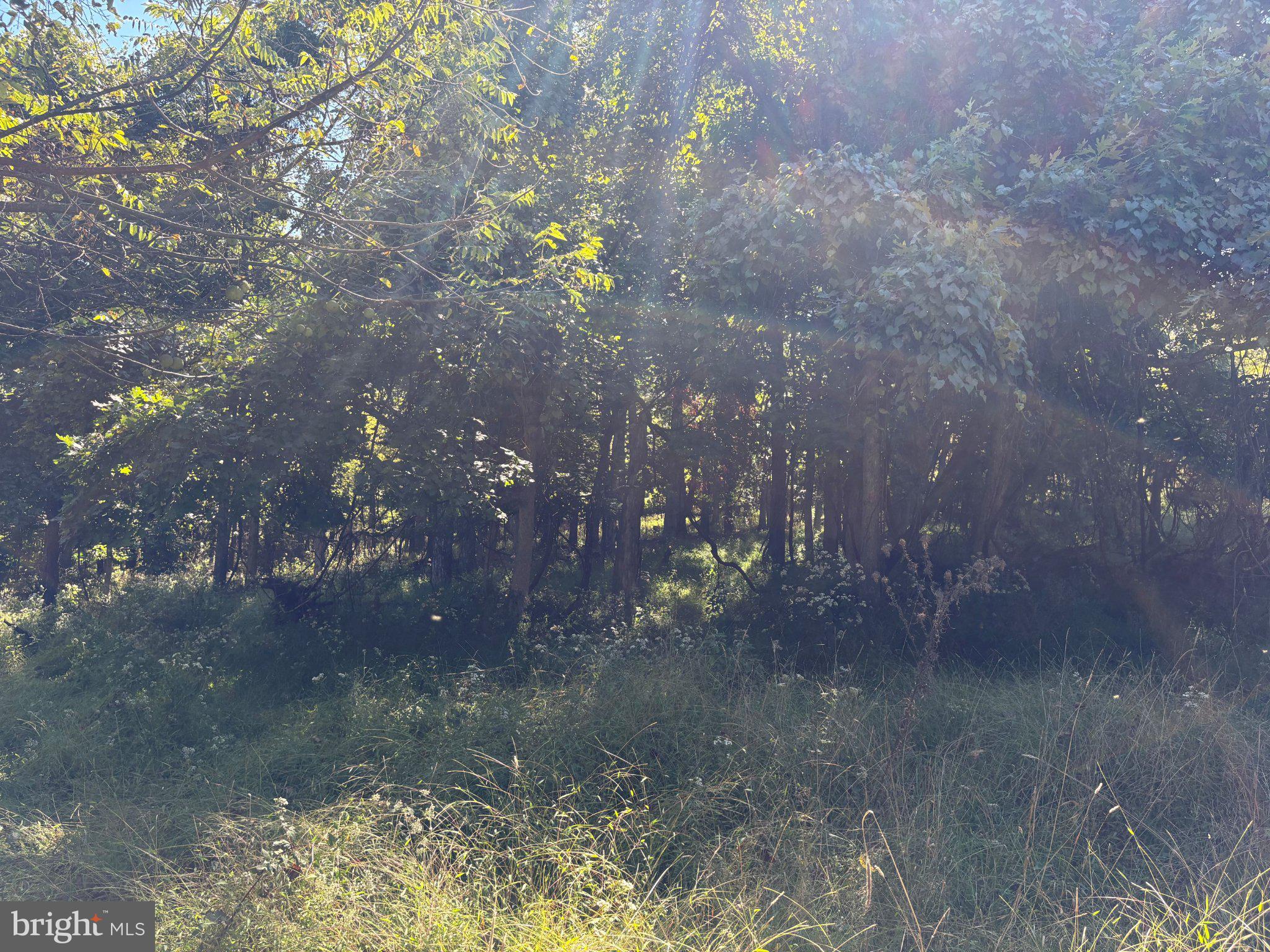 LOT 205 GRACES CABIN ROAD