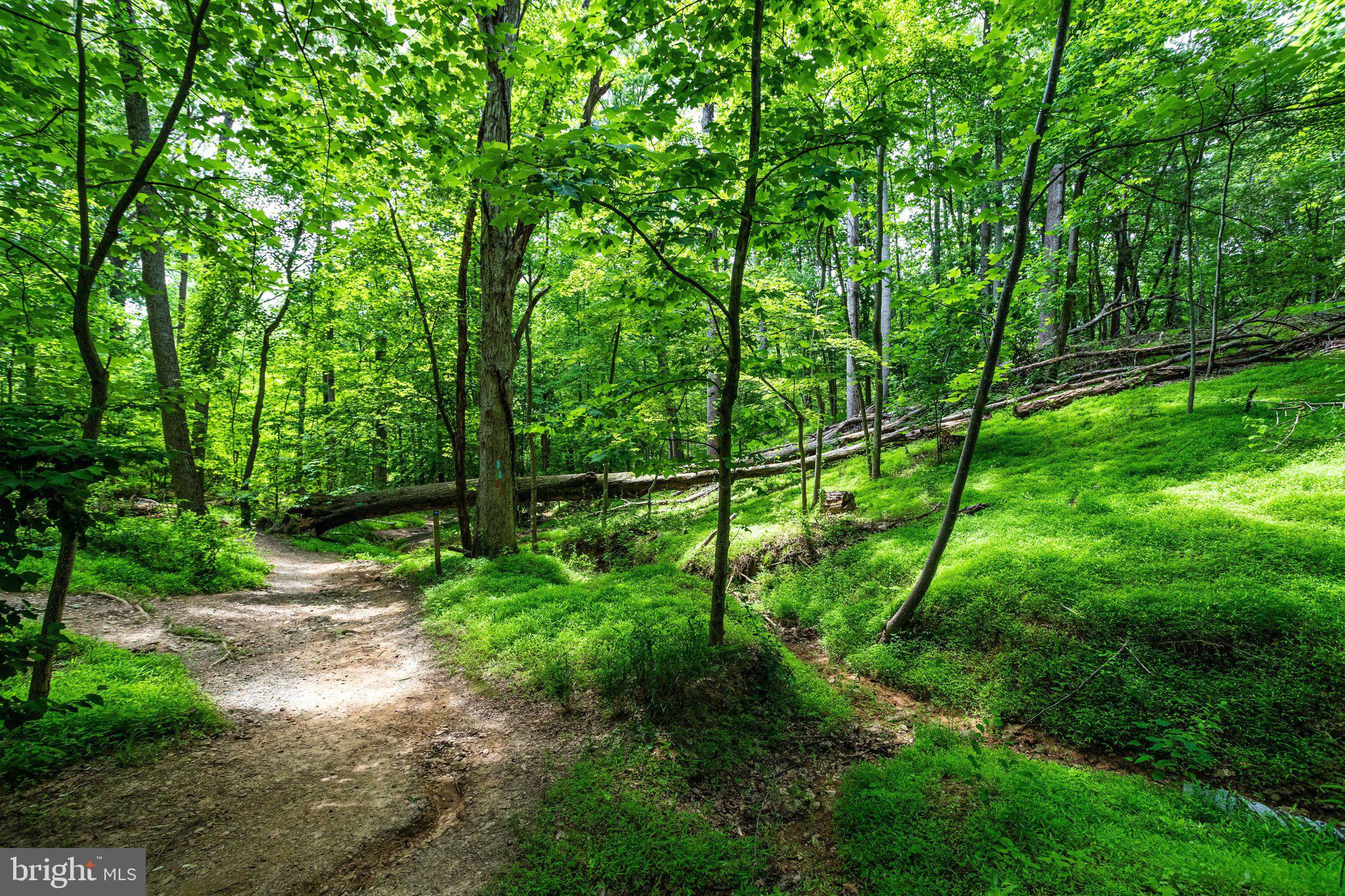 WOLF TRAP WOODS - Residential