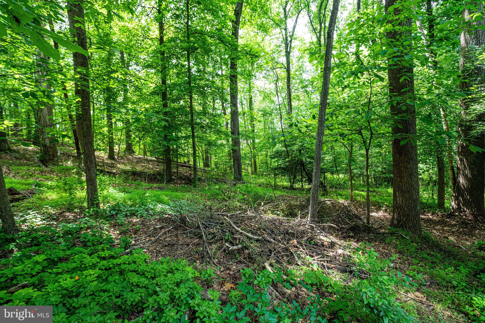 WOLF TRAP WOODS - Residential