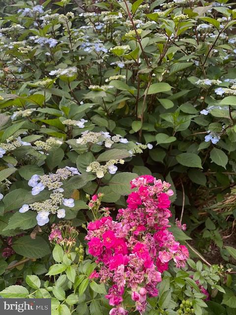 EAST FALLS - Residential