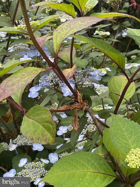 EAST FALLS - Residential