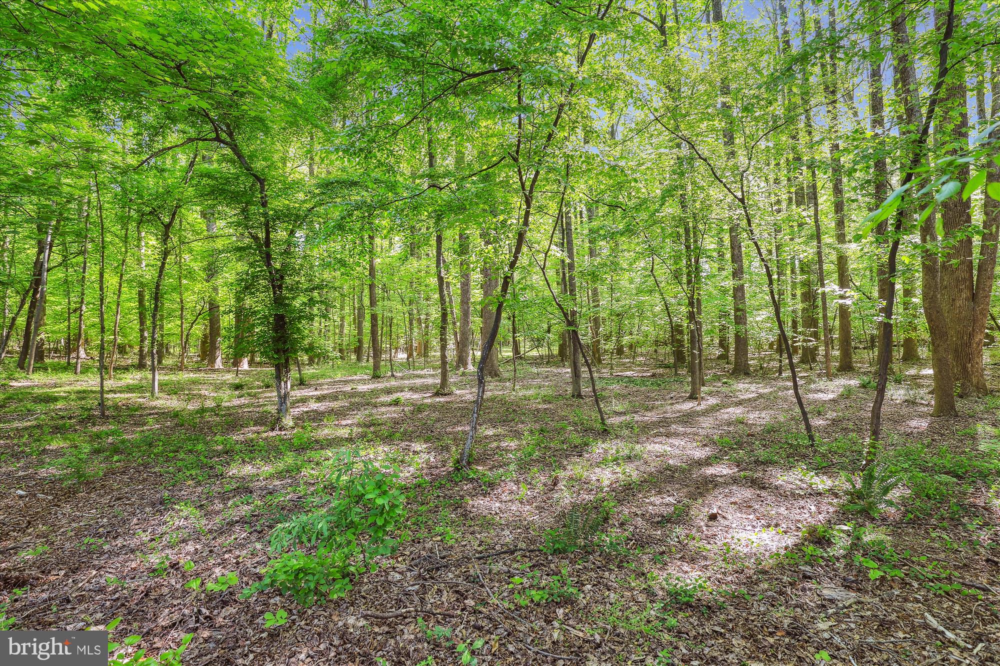 HAMPTON FOREST - Residential