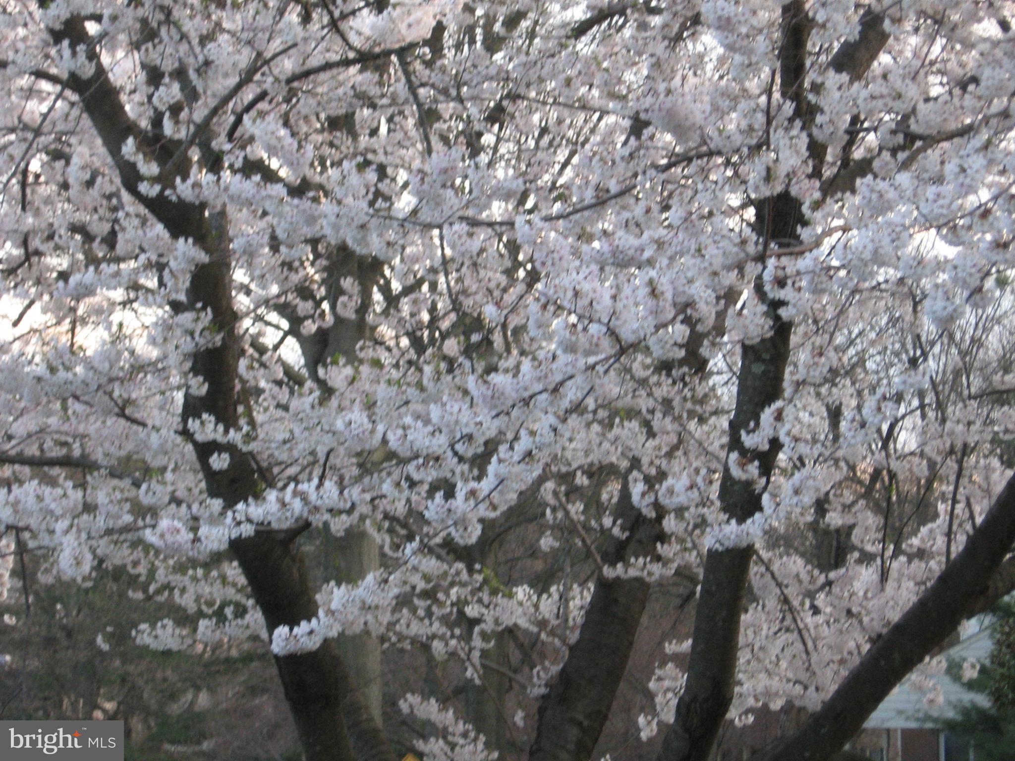 WHETSTONE - Residential