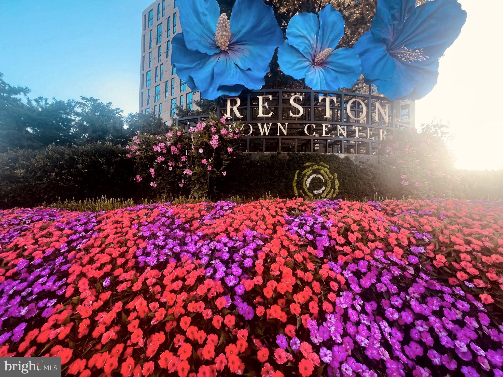MARKET STREET AT TOWN CENTER - Residential
