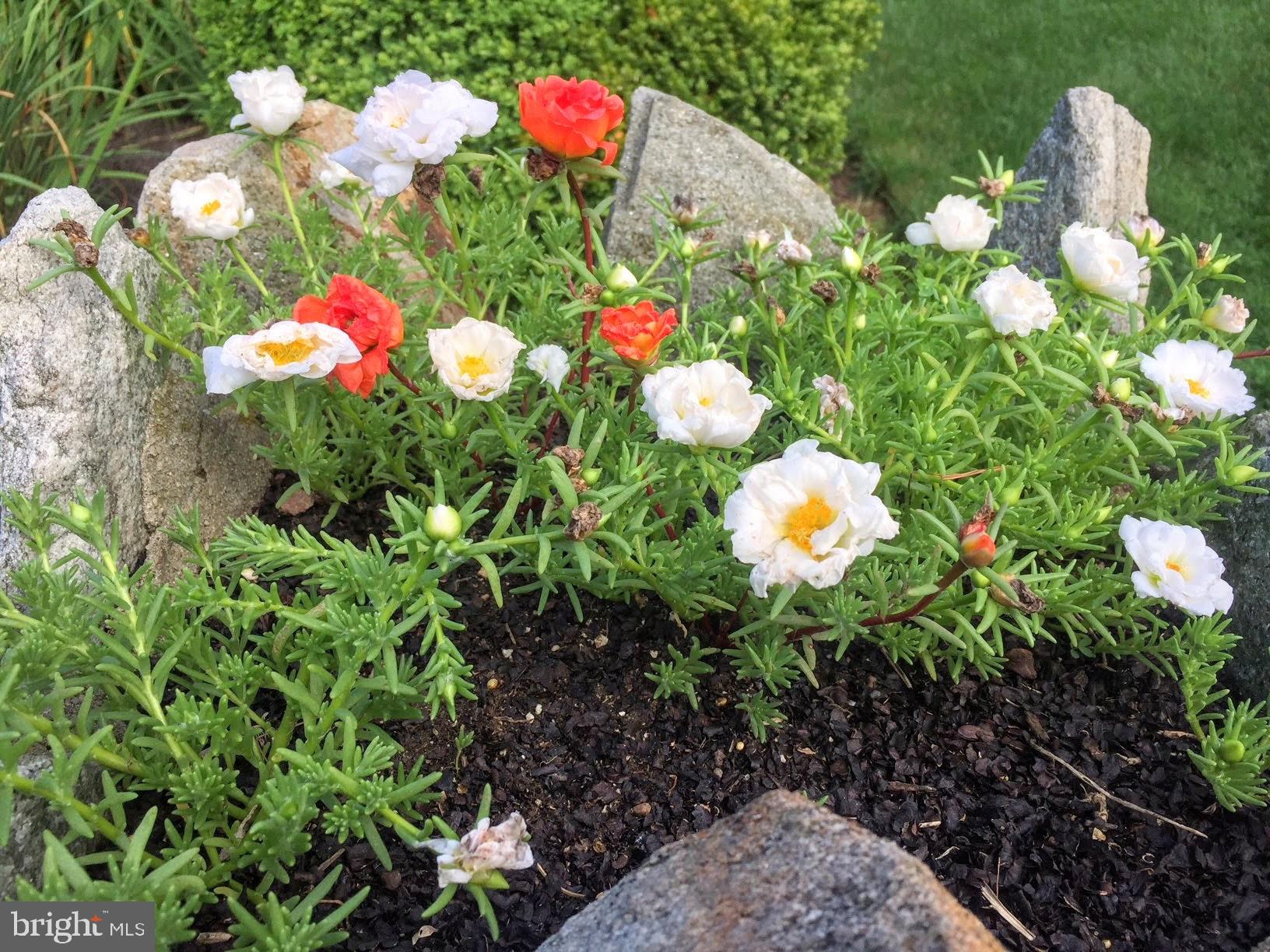 WILTONDALE - Residential