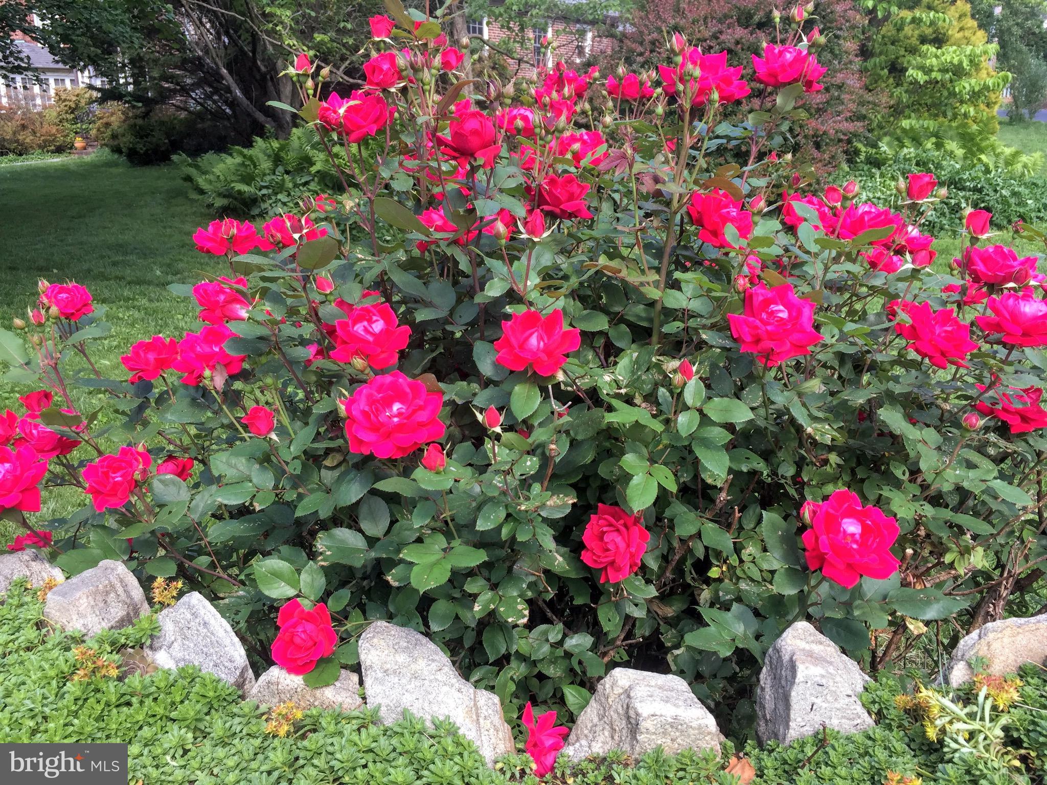 WILTONDALE - Residential