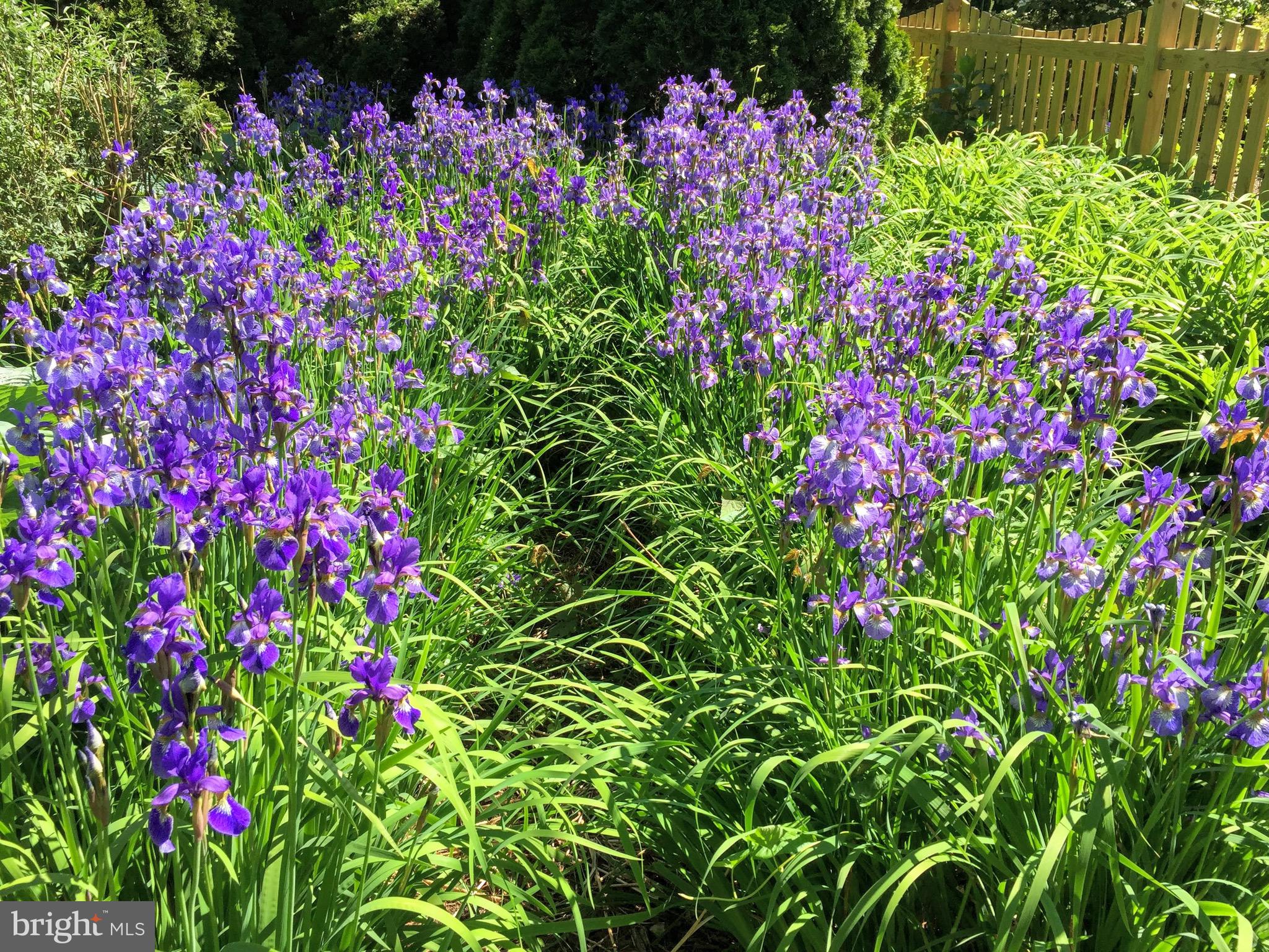 WILTONDALE - Residential