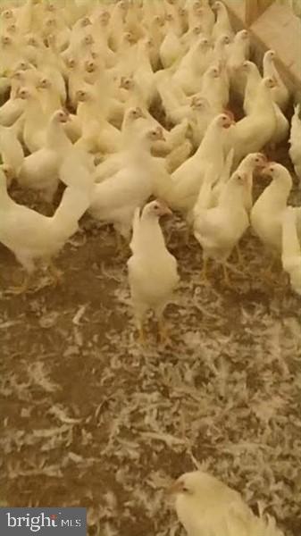 NONE AVAILABLE - Farm