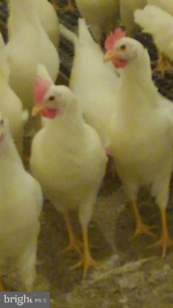 NONE AVAILABLE - Farm