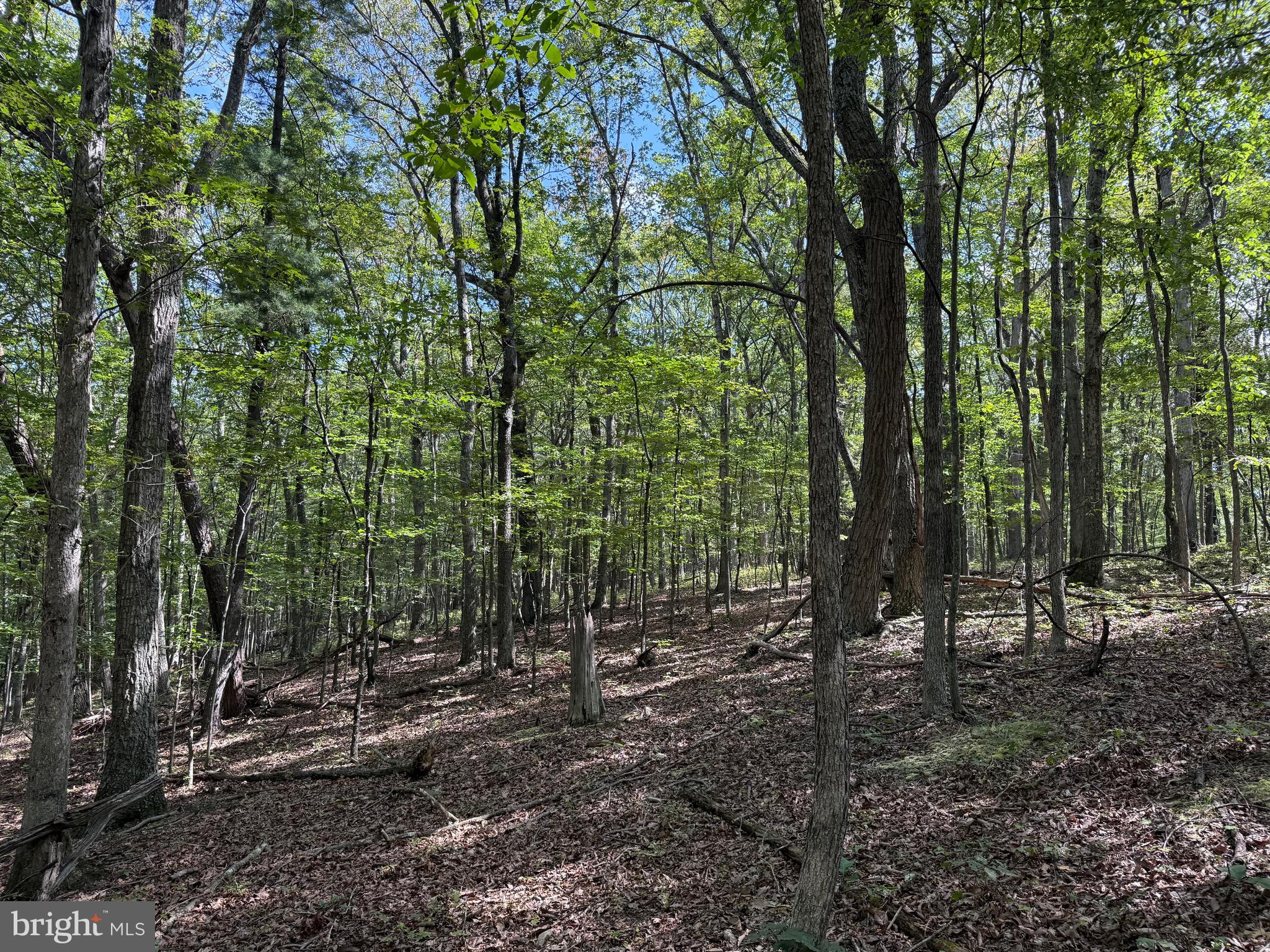CACAPON ROAD
