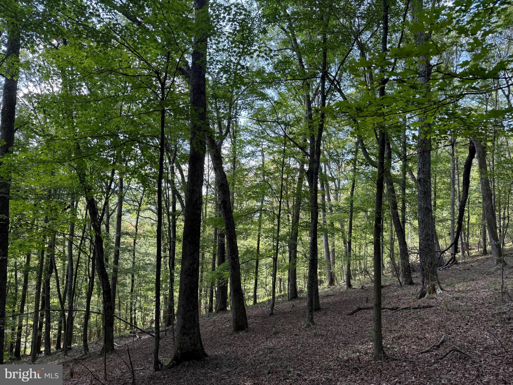 CACAPON ROAD