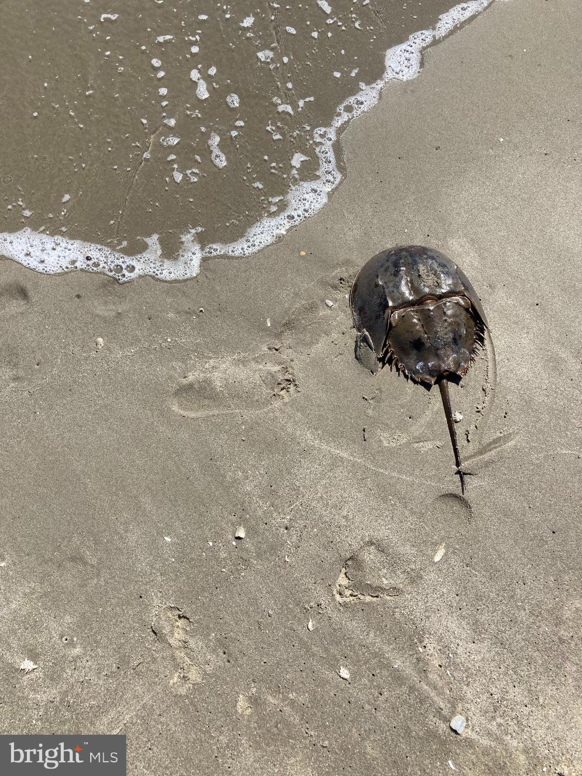 BROADKILL BEACH - Residential