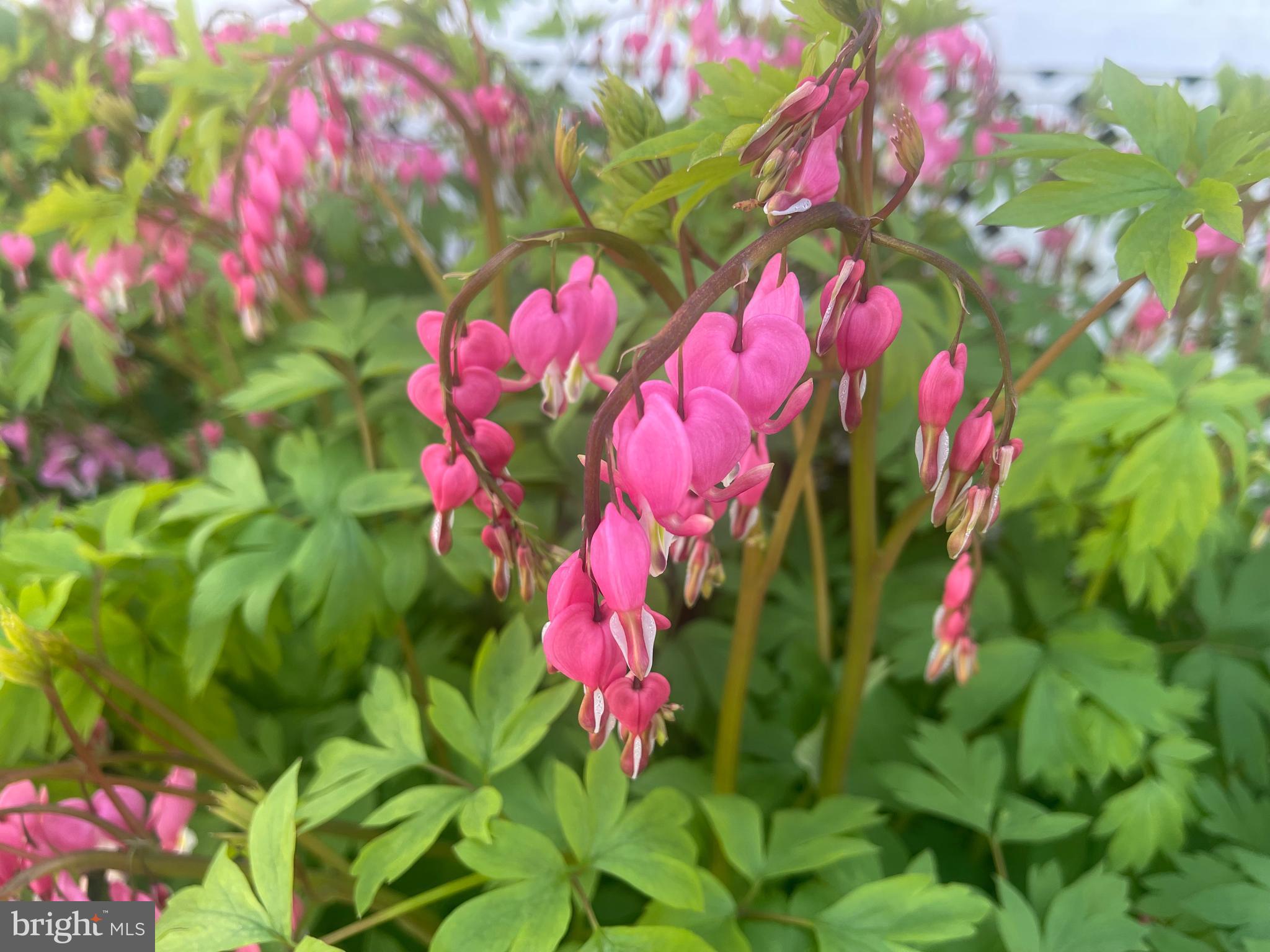 NORTH LINTHICUM - Residential