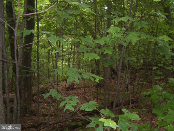 CACAPON MOUNTAIN RECREATIONAL AREA - Land