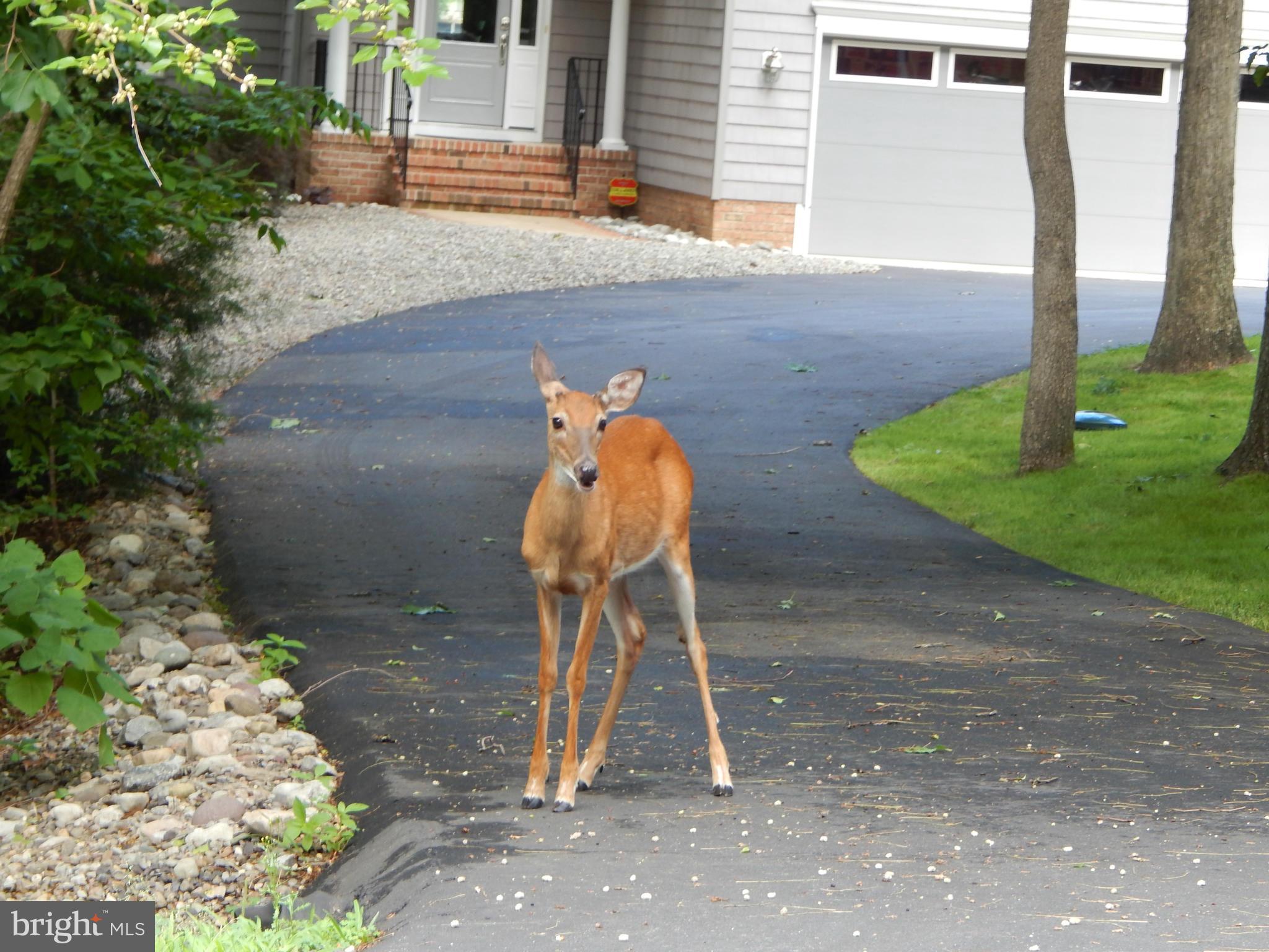 LAKE OF THE WOODS - Residential