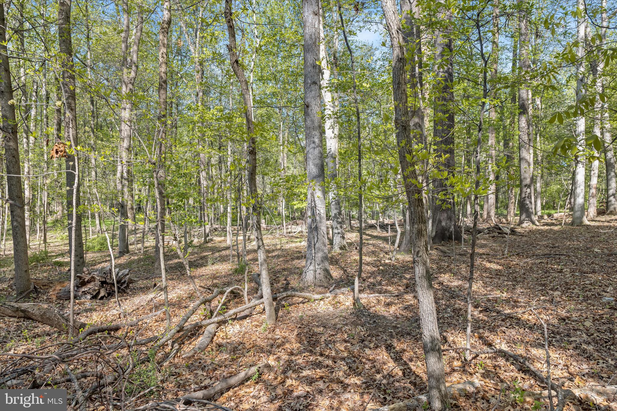 THE WOODS - Land