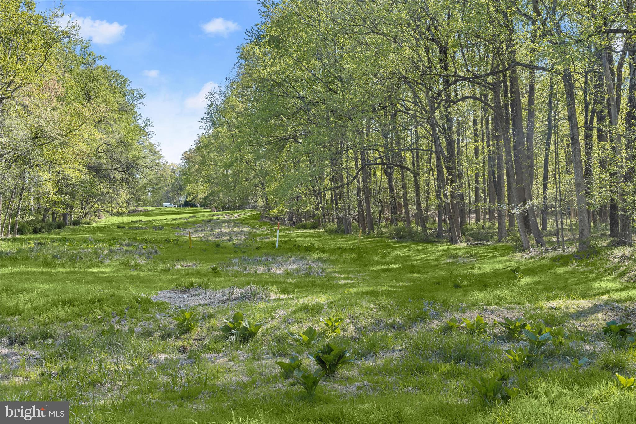 THE WOODS - Land