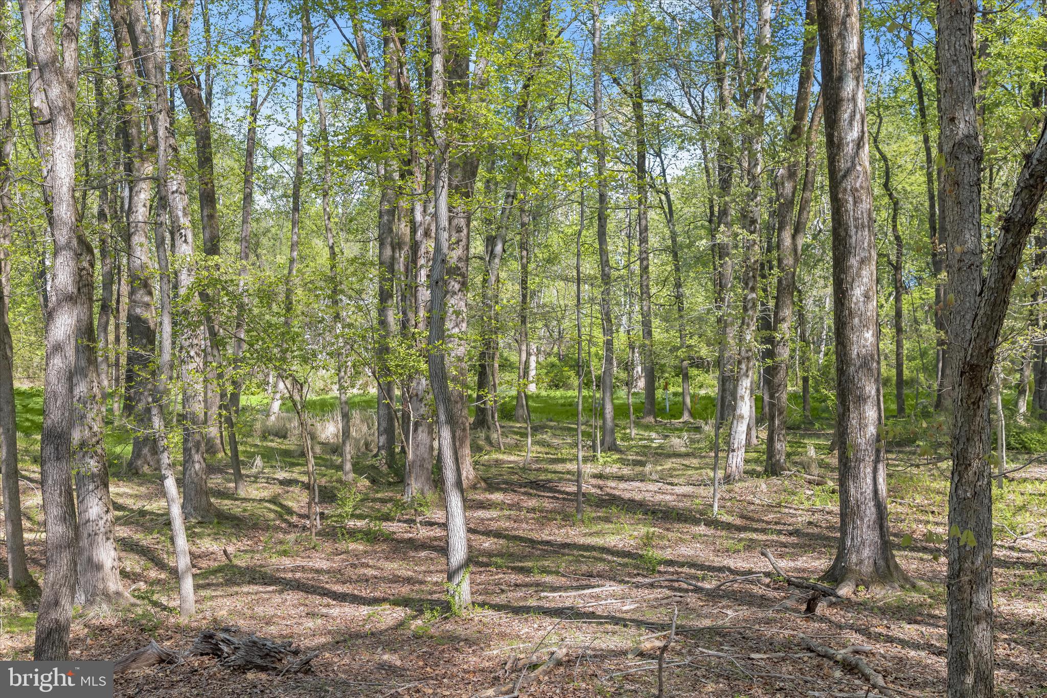 THE WOODS - Land