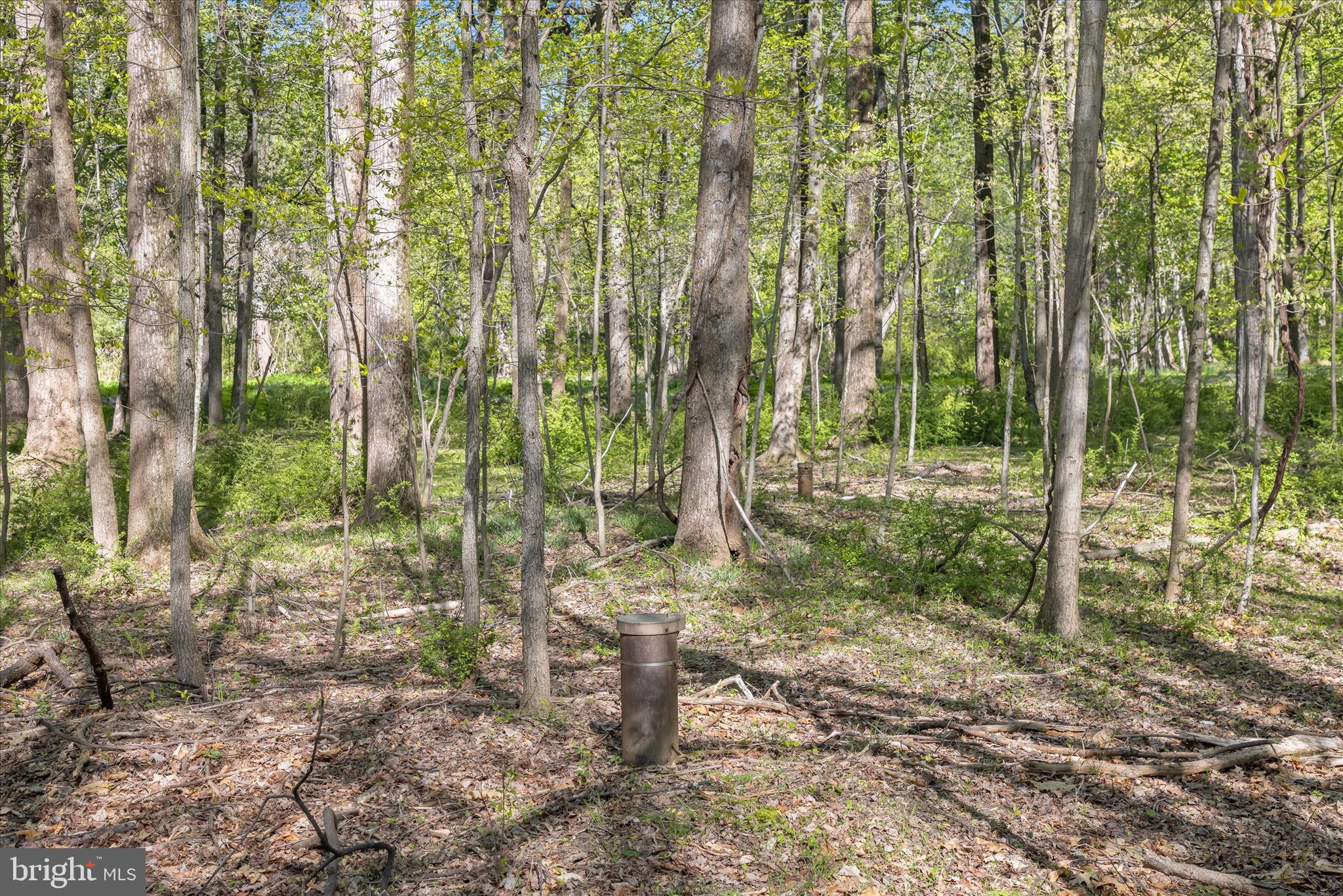 THE WOODS - Land
