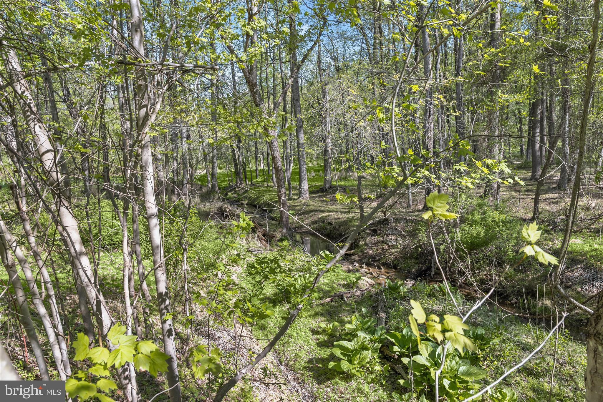 THE WOODS - Land