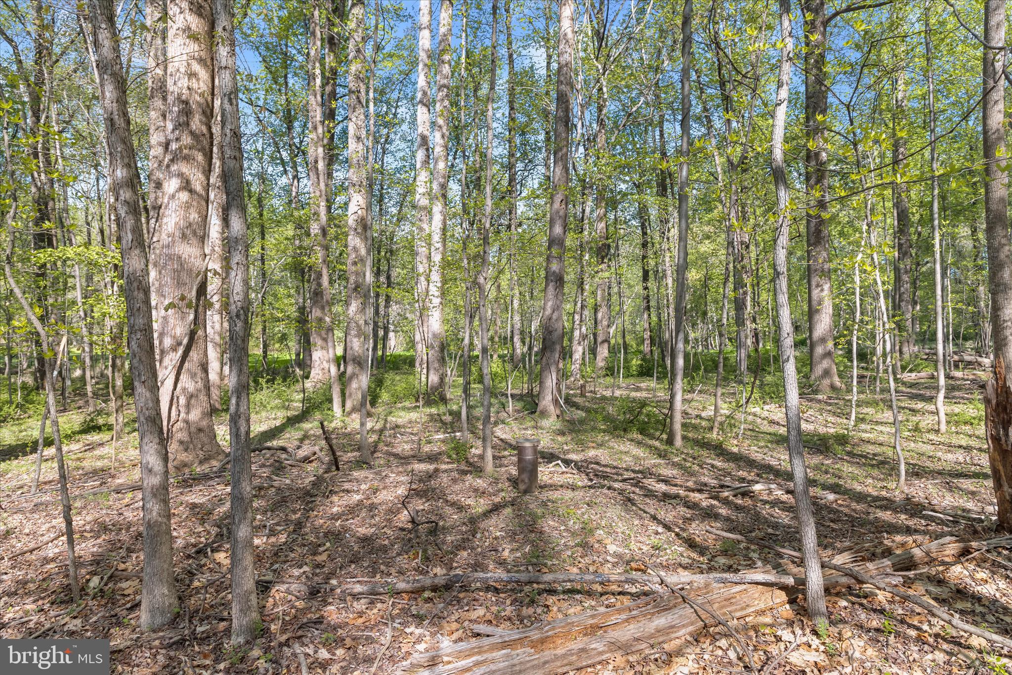 THE WOODS - Land