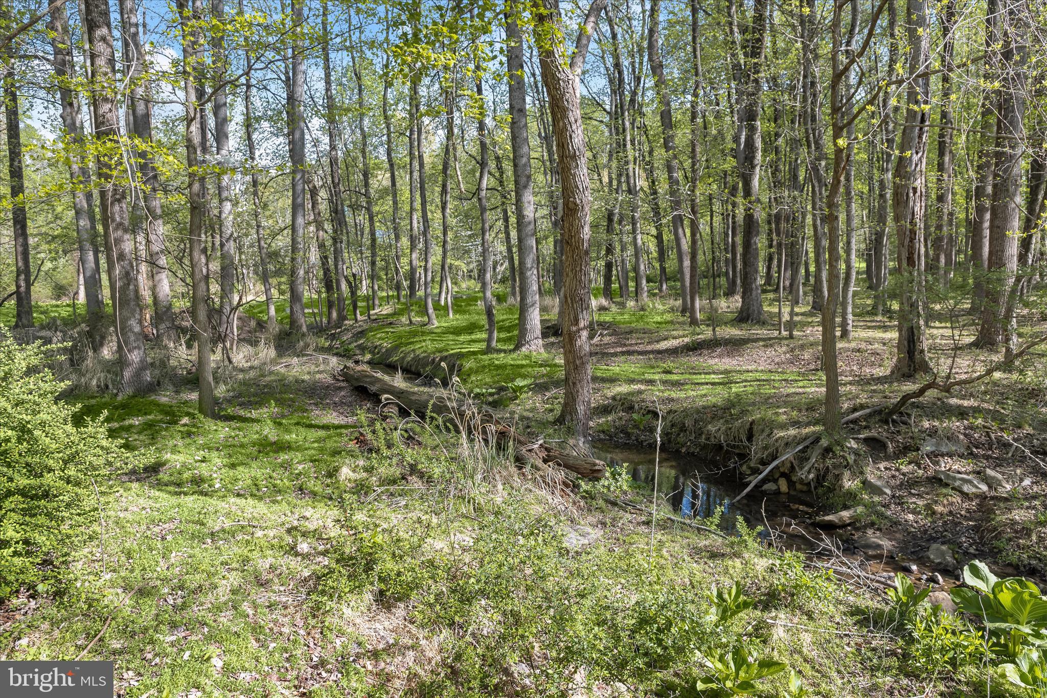 THE WOODS - Land