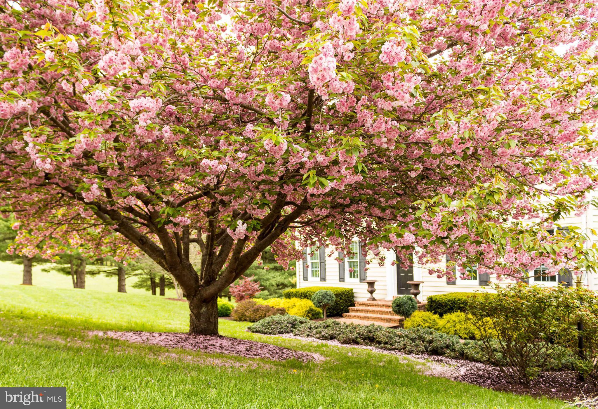 FORESTON RIDGE - Residential