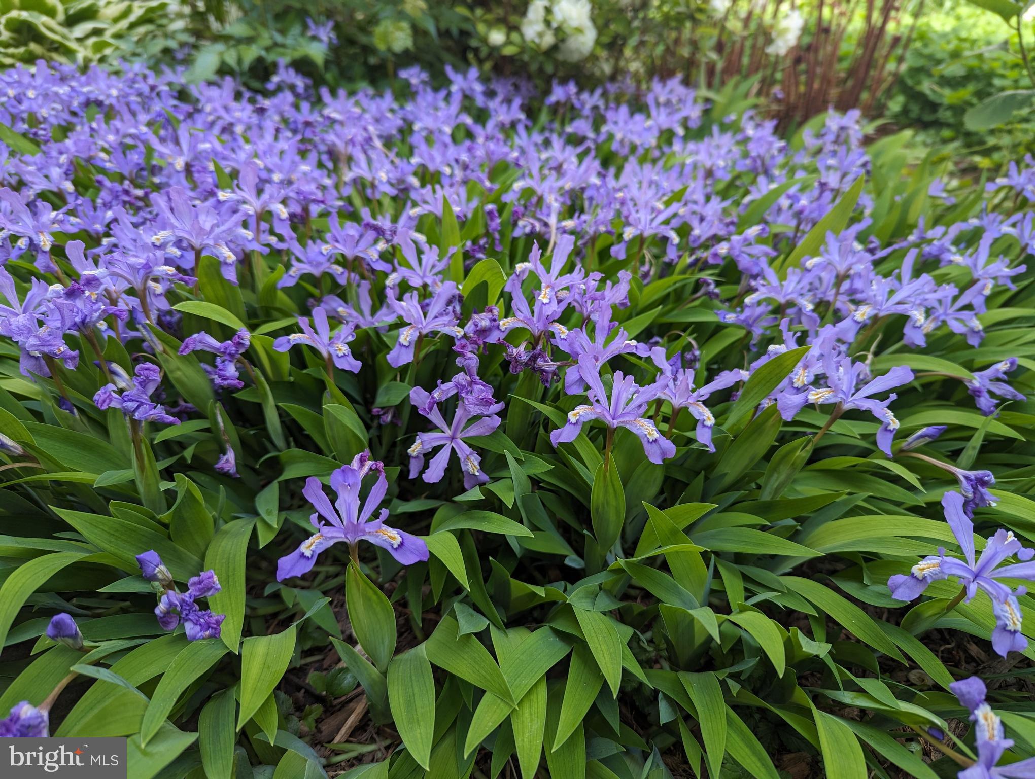 LYON VILLAGE - Residential