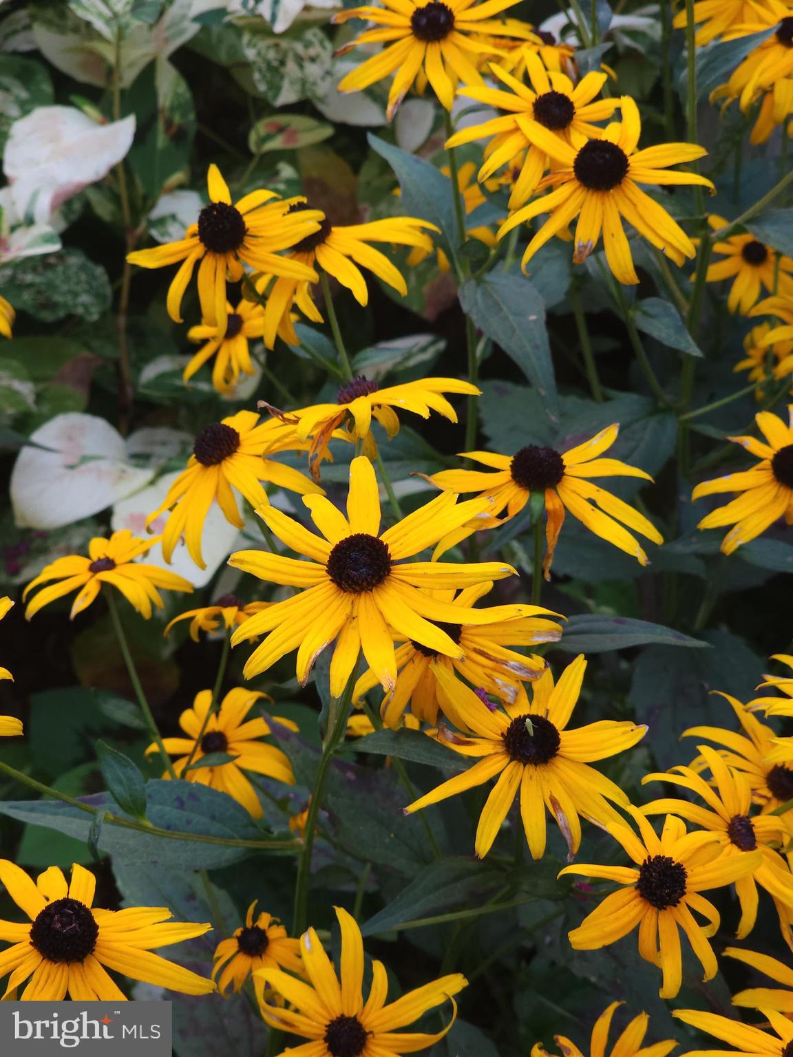 EDNOR GARDENS - LAKESIDE - Residential