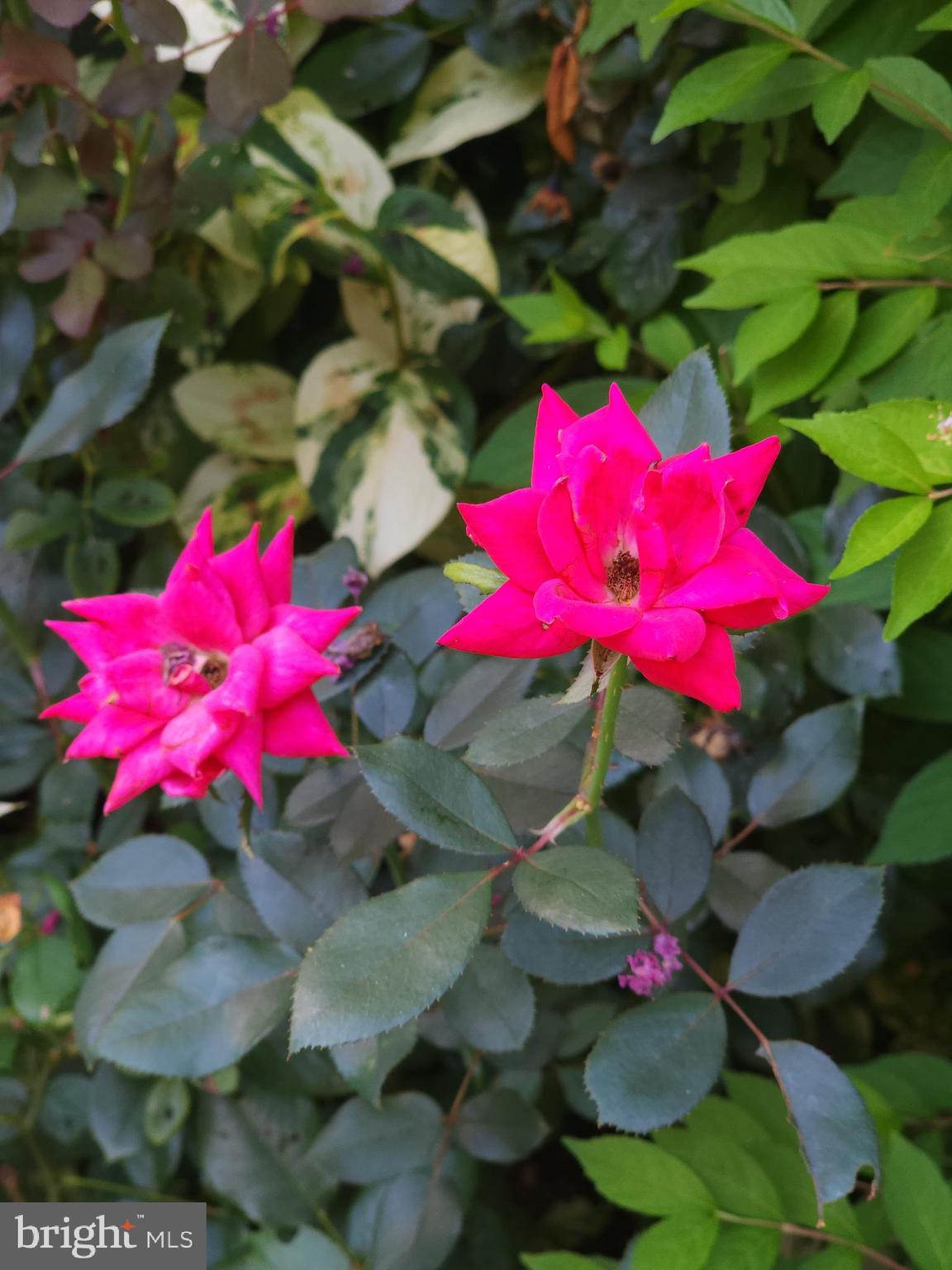 EDNOR GARDENS - LAKESIDE - Residential