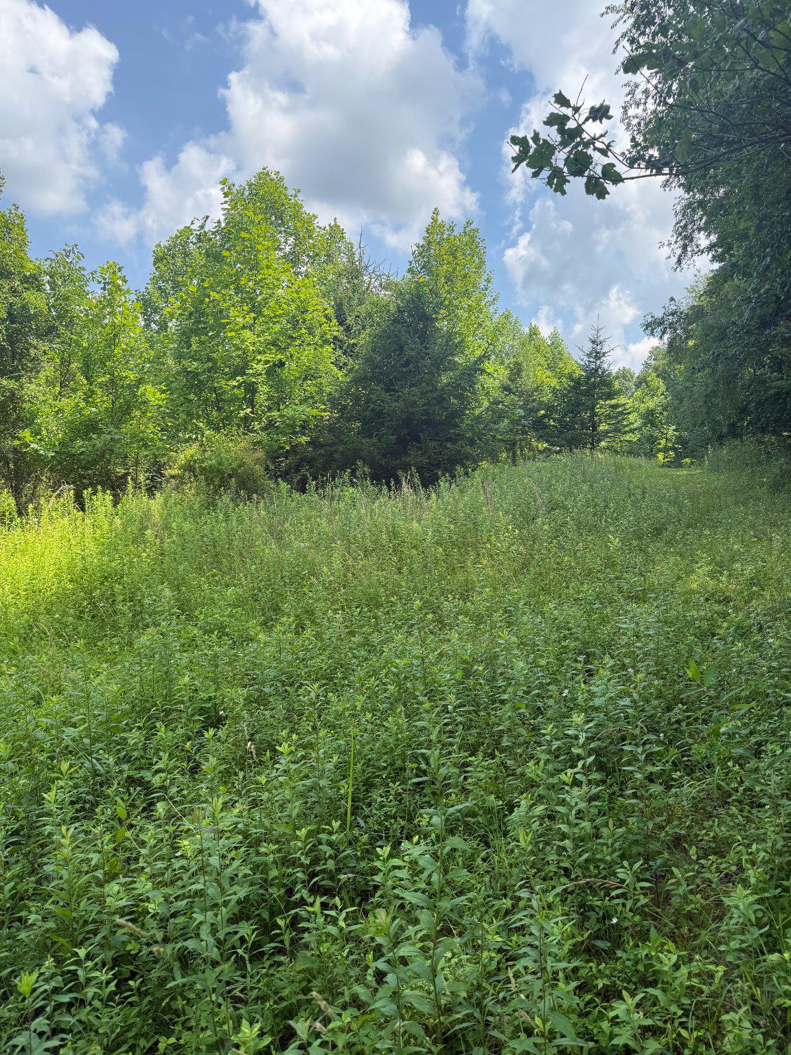 501 TRACEY ROAD