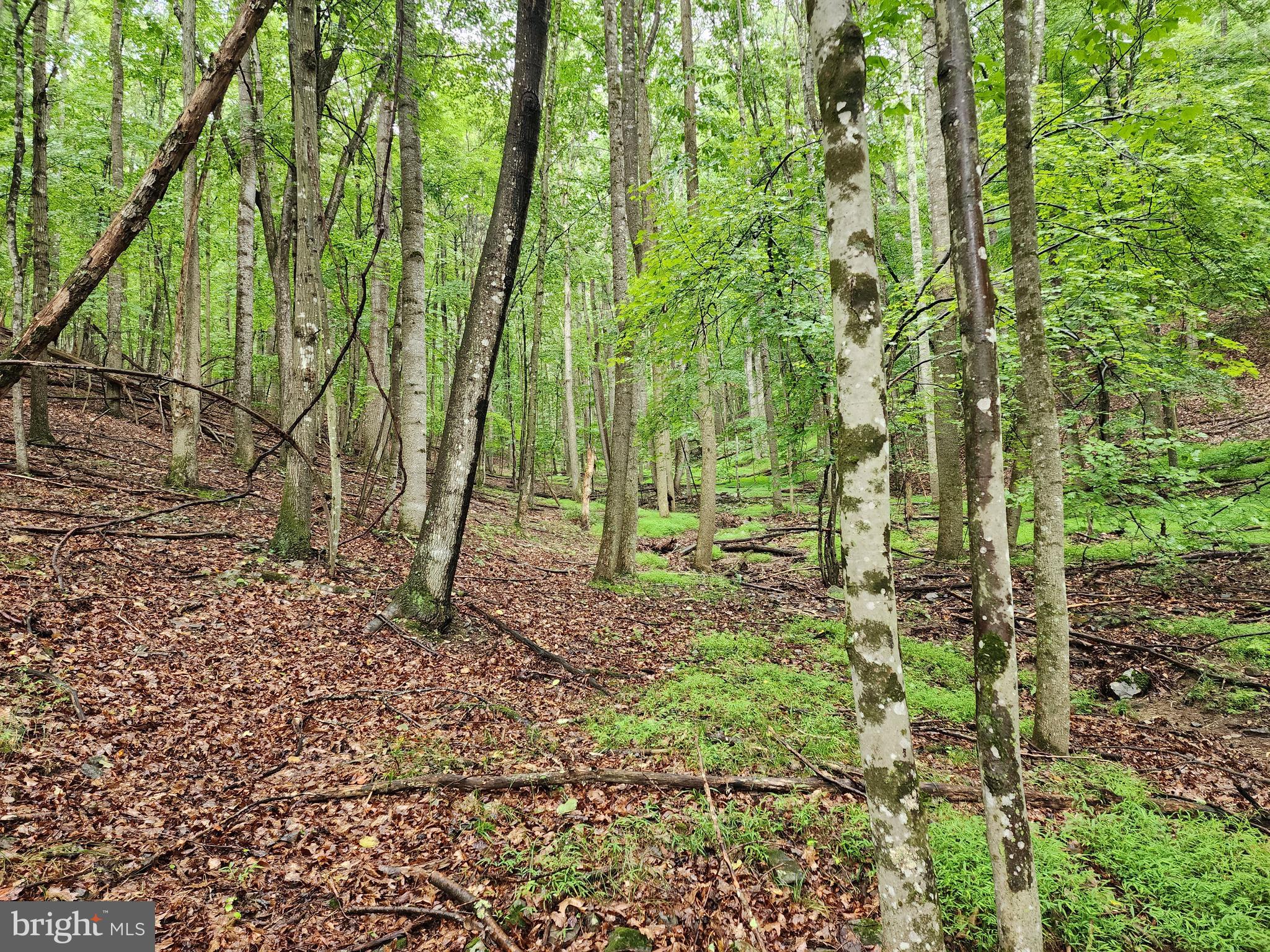 LOST RIVER MOUNTAIN - Land