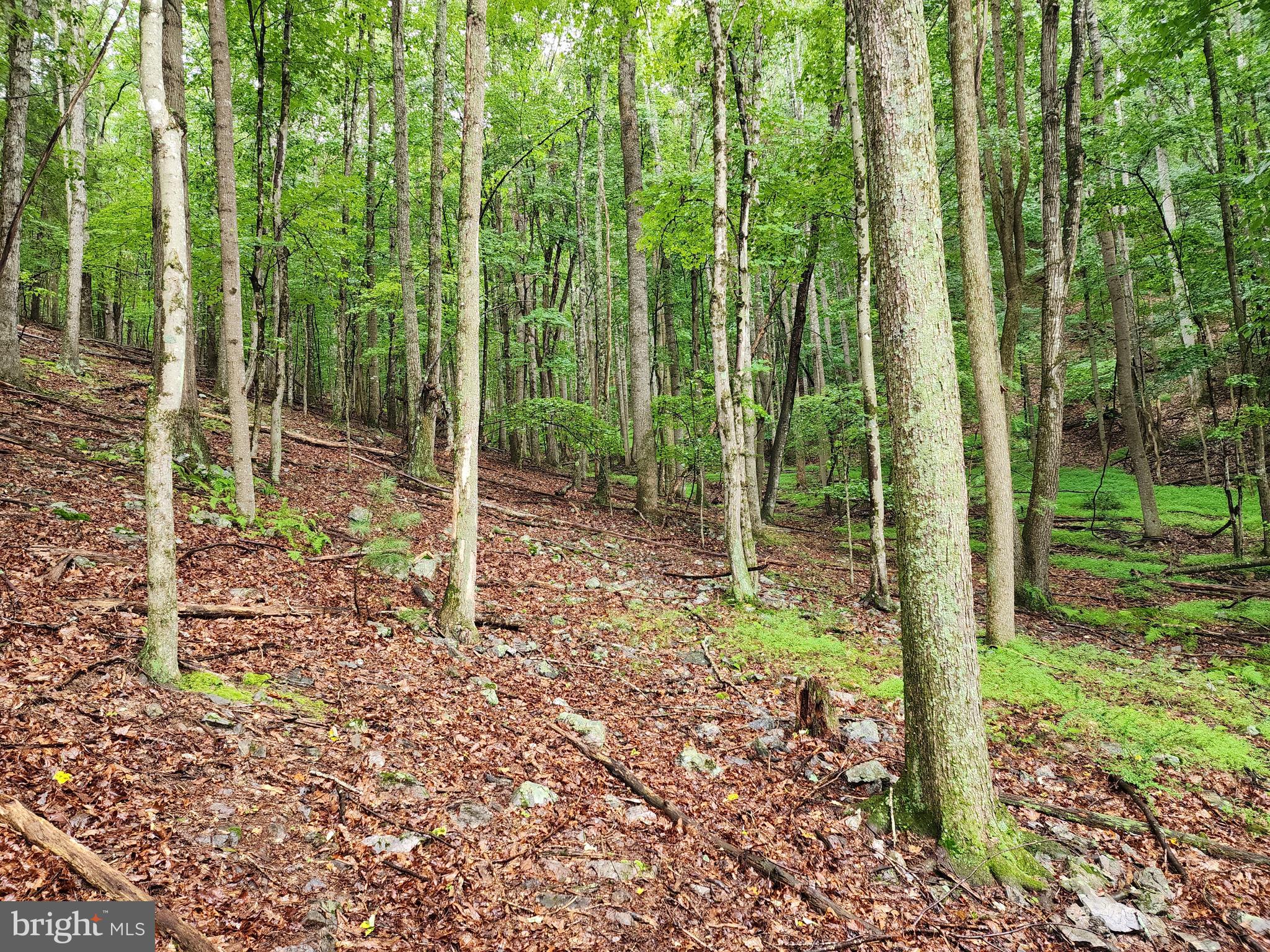 LOST RIVER MOUNTAIN - Land