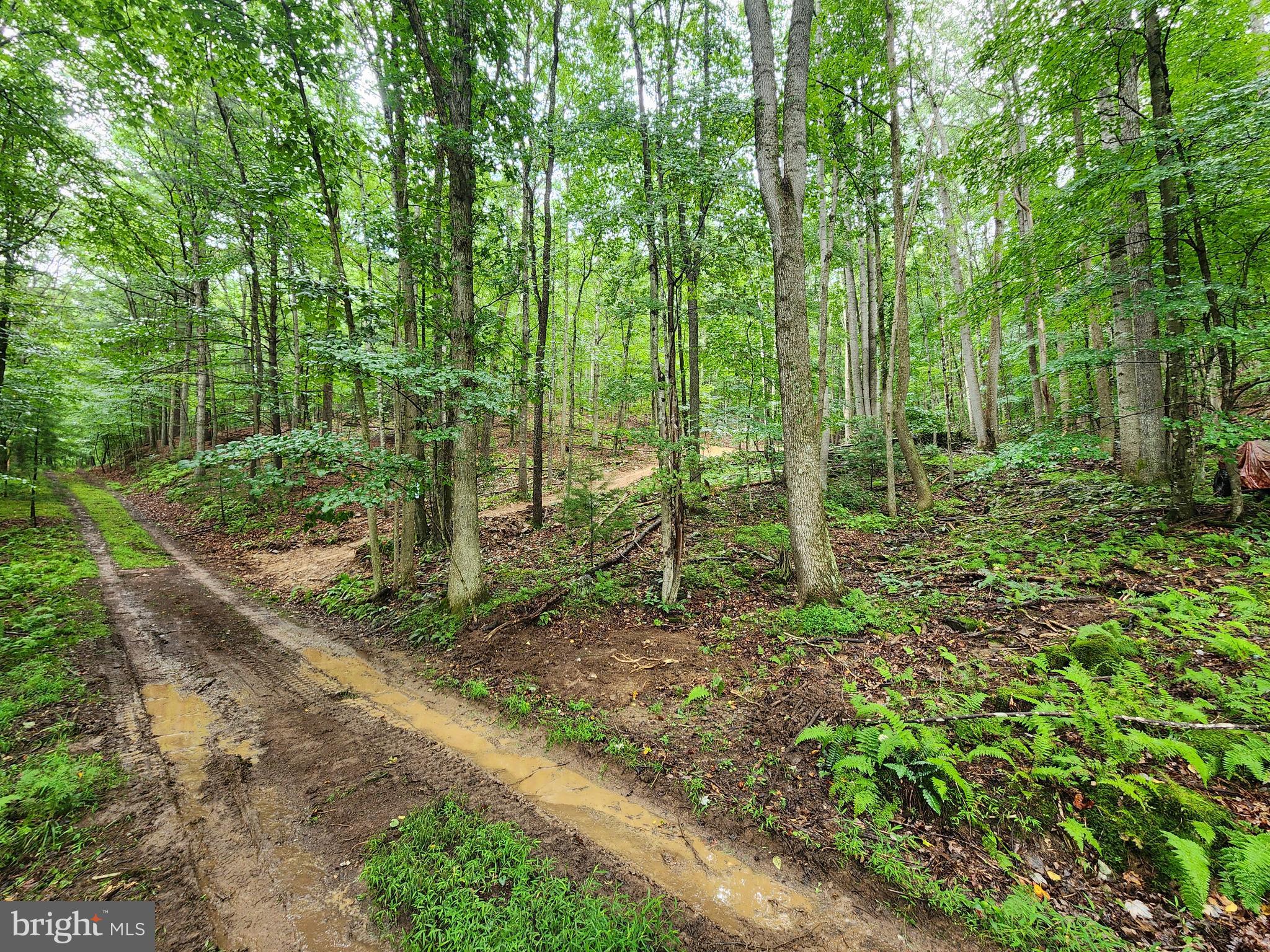 TUCKED AWAY IN A LITTLE HOLLOW YOU WILL FIND THIS AFFORDABLE HIDEAWAY WITH A RECENTLY INSTALLED DRIVEWAY AND LEVEL SPOT READY FOR YOUR TENT, CAMPER, TINY HOME, OR CABIN. OFF THE BEATEN PATH, YET EASY TO ACCESS, AND ONLY MINUTES AWAY FROM EVERYTHING THAT THE LOST RIVER VALLEY HAS TO OFFER. SET UP CAMP AND SPEND YOUR DAYS EXPLORING TROUT POND, KIMSEY RUN LAKE, LOST RIVER STATE PARK, AND THE GEORGE WASHINGTON NATIONAL FOREST. IF YOU HAVE BEEN SEARCHING FOR SOMETHING IN THIS AREA THAT DOESN'T BREAK THE BANK AND IS READY TO USE, THIS COULD BE THE ONE YOU HAVE BEEN WAITING FOR. TAKE A TRIP TO THE WEST VIRGINIA HILLS TODAY. YOU WON'T BE DISAPPOINTED!