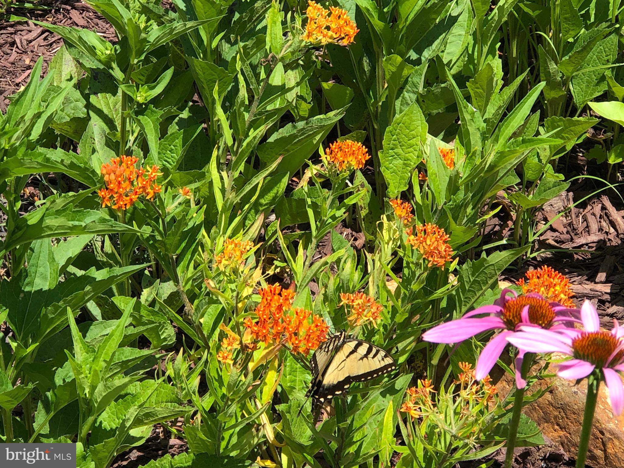 ASSATEAGUE PT RESORT - Residential