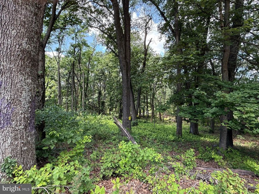 Flat ground in the Mountain State does exist!  Gorgeous, wooded, lot ready for your home, mobile home, or home away from home.  Adjoining lot also available.